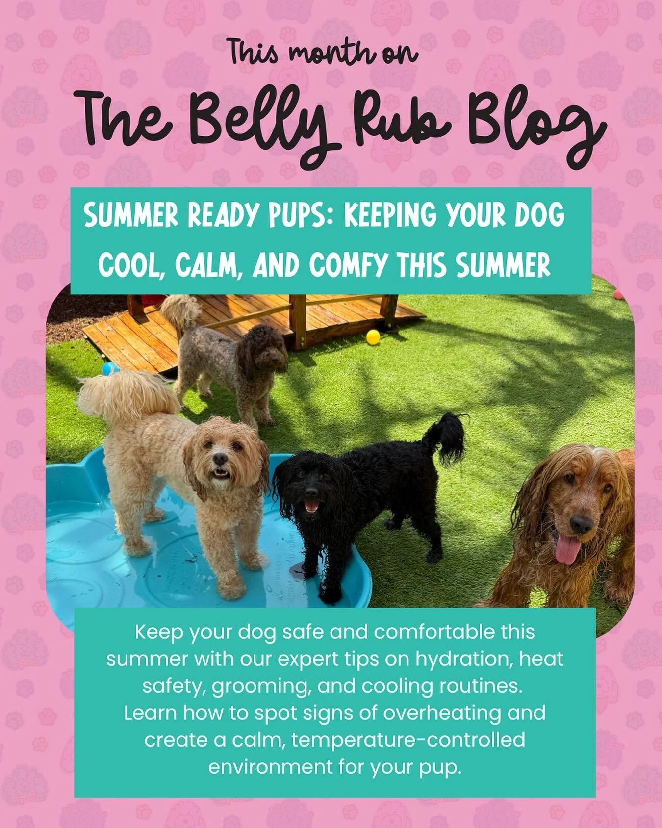 It's heating up! 🌞 Keep your dog safe and comfortable this summer with our expert tips on hydration, heat safety, grooming, and cooling routines. Learn how to spot signs of overheating and create a calm, temperature-controlled environment for your p