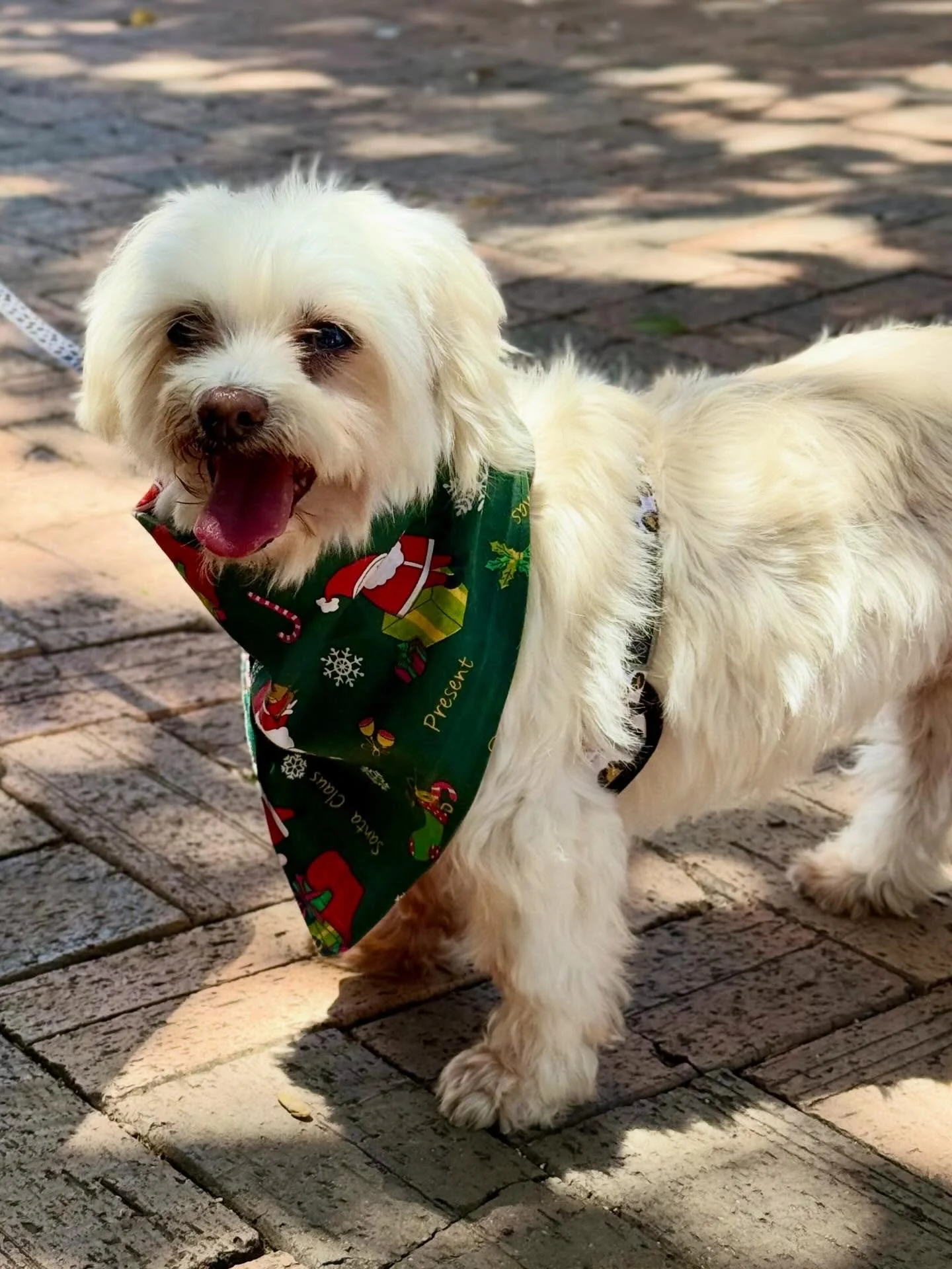 That&rsquo;s a wrap on Pets in the Park for 2025 💚
Sundays spent well, giving back to the pups and people who need it most.

Thank you for every donation, every treat, and every bit of support this year. 

Pets in the Park means so much to us, becau