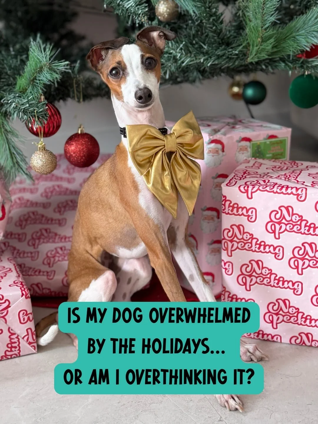 Is your dog overwhelmed&hellip; or are you ignoring your gut instincts?
Holiday chaos is loud, busy, and a LOT for sensitive nervous systems. Dogs don&rsquo;t cope with holiday chaos the way humans do. Save this and share it with a dog parent  hostin