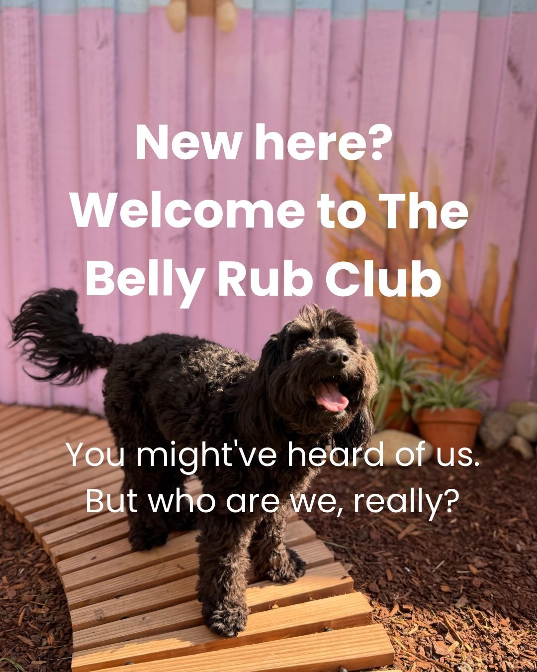 New here? Welcome to The Belly Rub Club. 
You might've heard of us, but here's who we actually are.
Your small dog's new bestie. We're Fear Free Certified, professionally trained, and recognised by leading animal welfare organisations. 

This isn't &