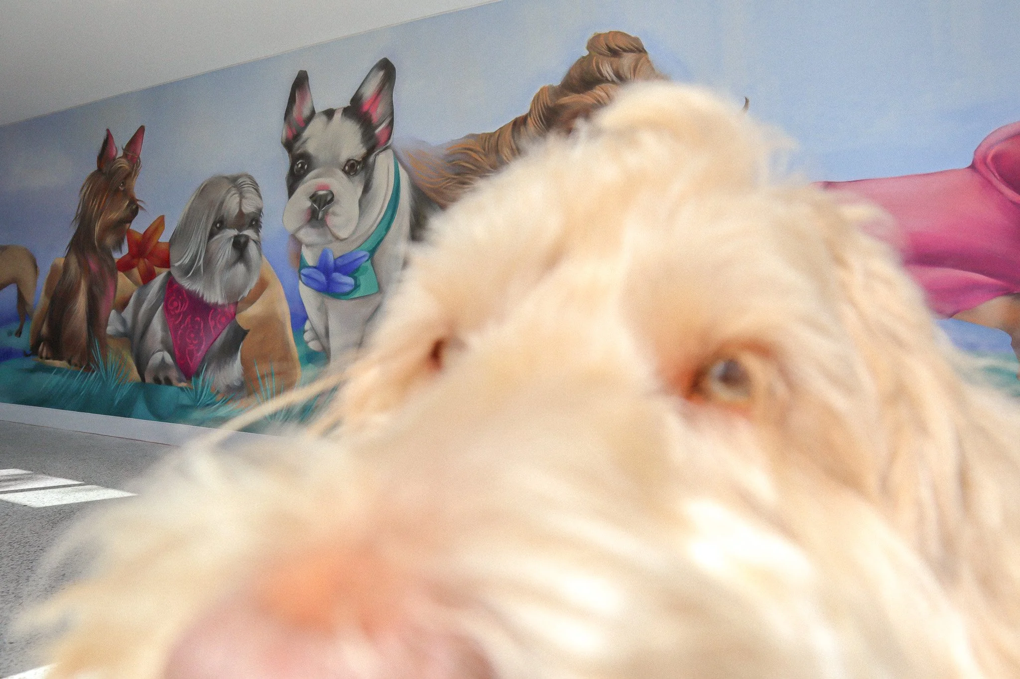 Close-up of a fluffy light-colored dog with a mural of various dog breeds painted on the wall behind it, at dog daycare