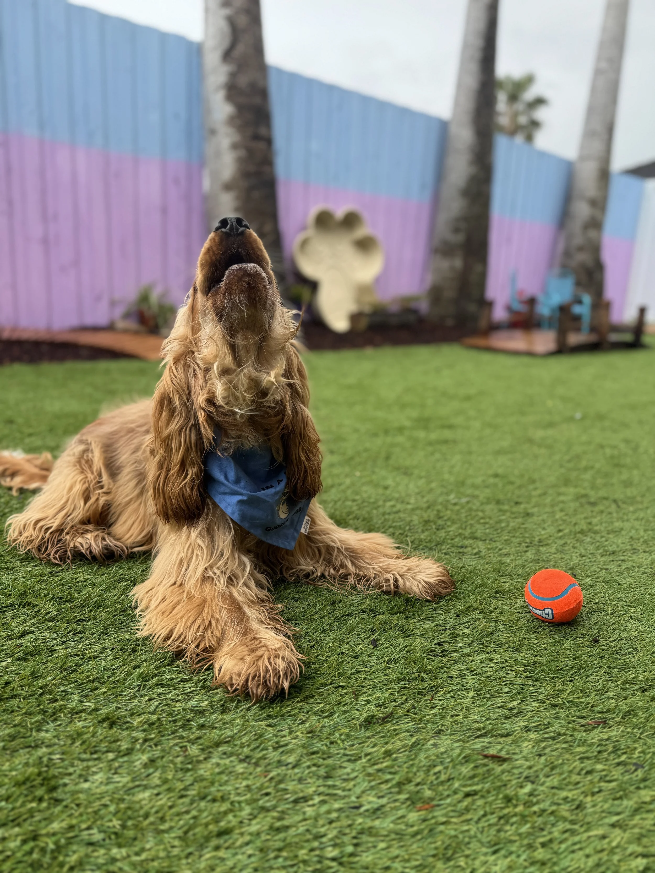A golden retriever dog with a blue bandana around its neck, lying on green grass with its nose pointed upward. An orange and blue tennis ball is nearby. In the background, there is a purple and blue painted wooden fence, palm trees at dog daycare