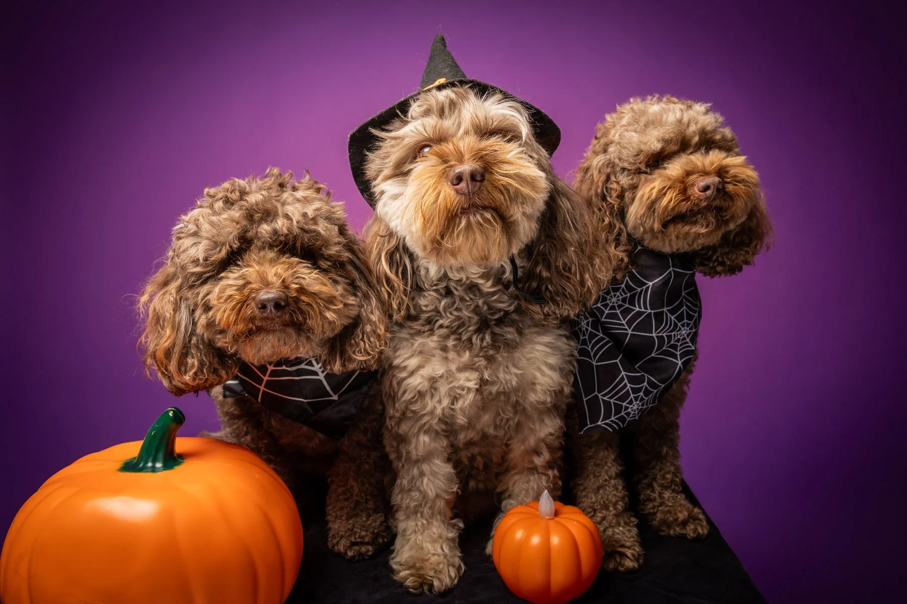 Halloween 2026-17.jpg