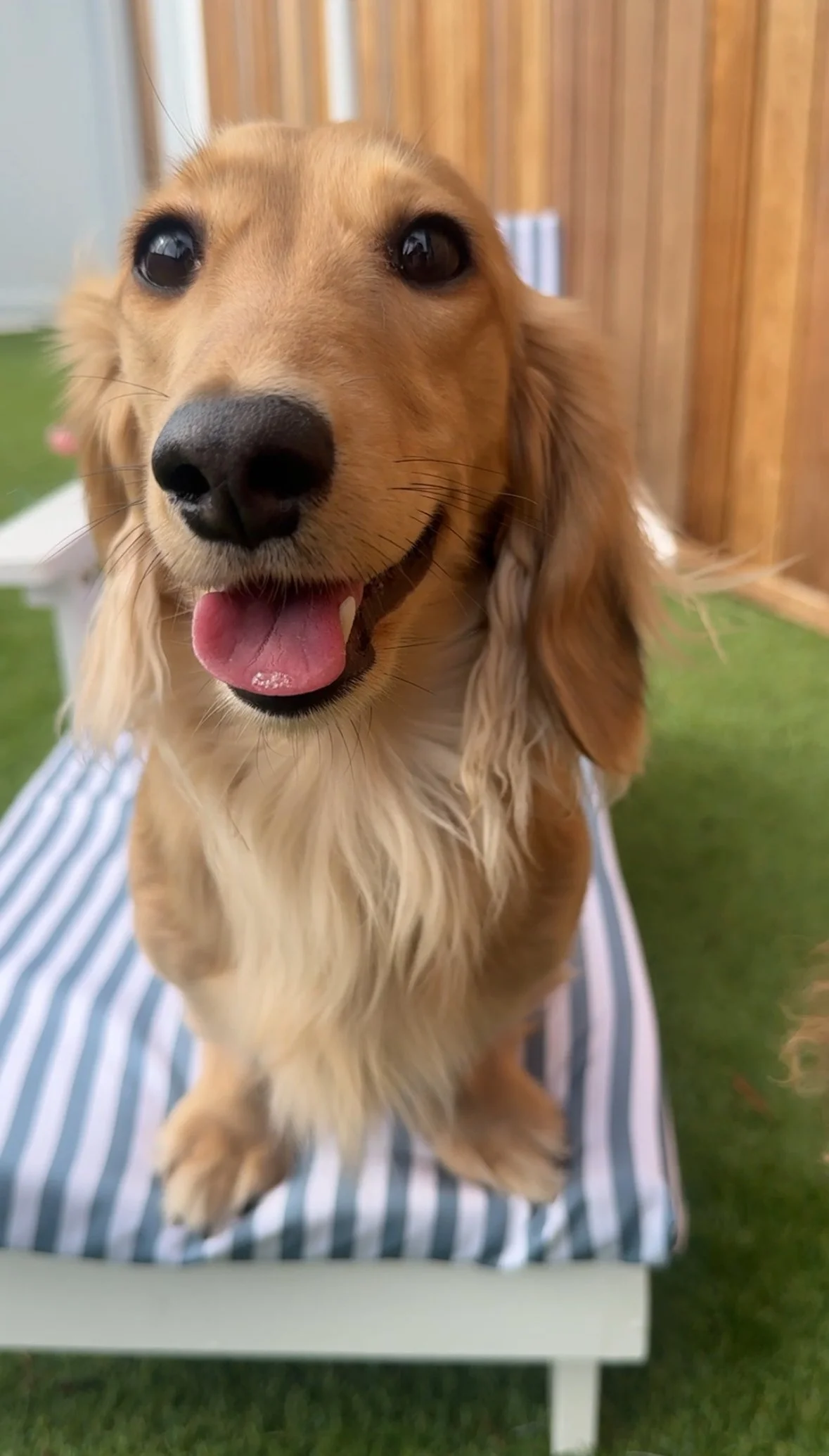 Close-up of a golden retriever dog with a happy expression, tongue slightly out, standing outdoors on a striped cushion with a wooden fence in the background at dog daycare