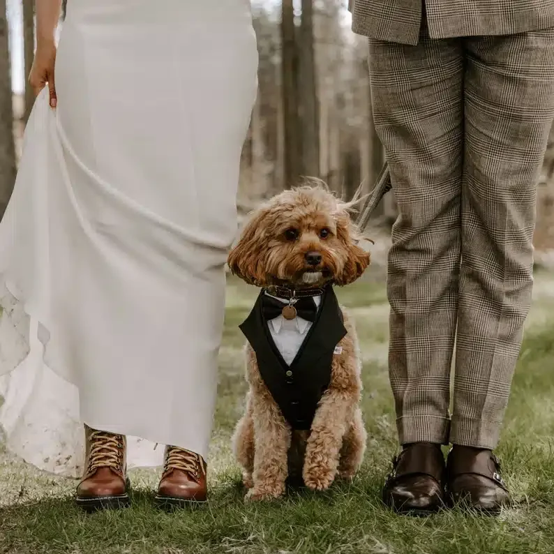 Black-dog-wedding-suit-and-harness-with-white-shirt.webp