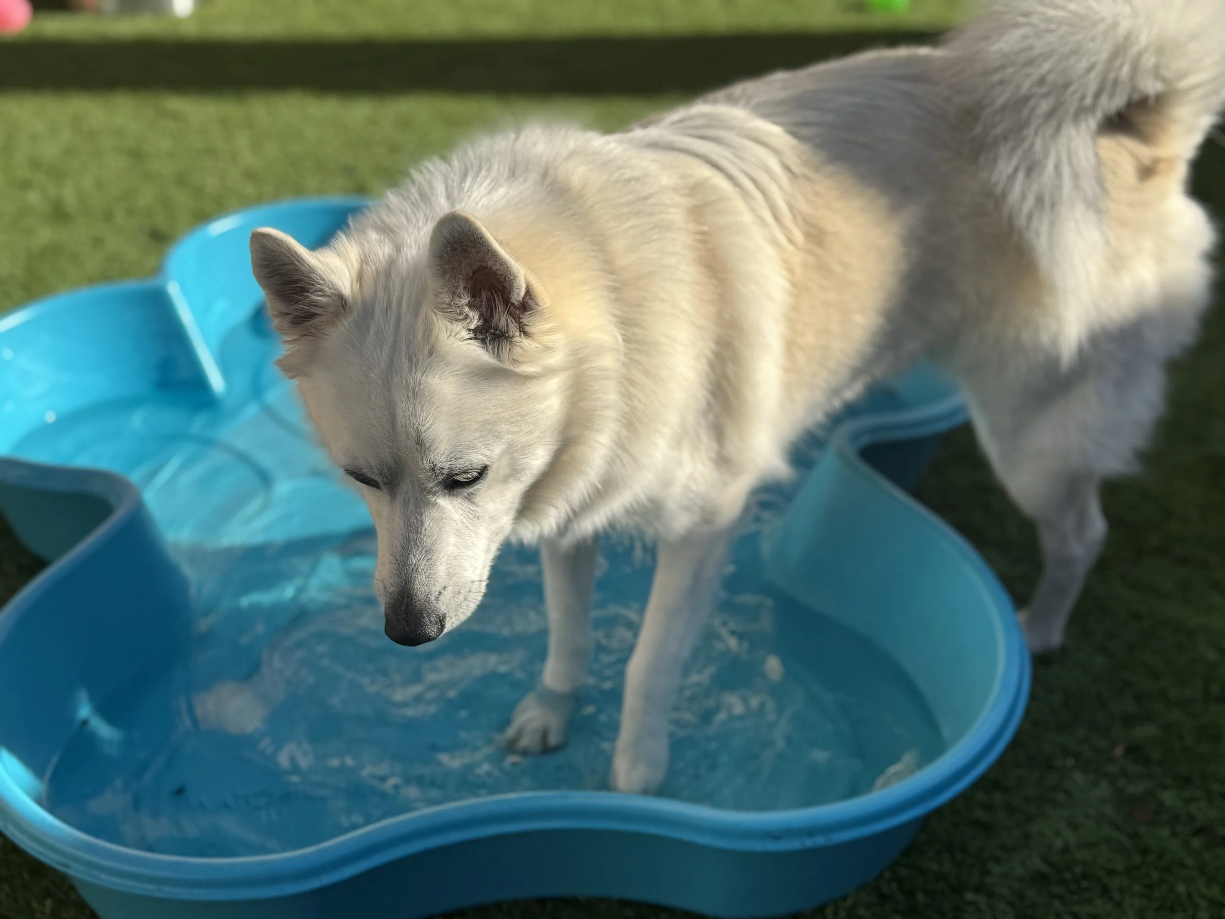 A white dog standing in a small blue plastic kiddie pool outdoors on green grass.