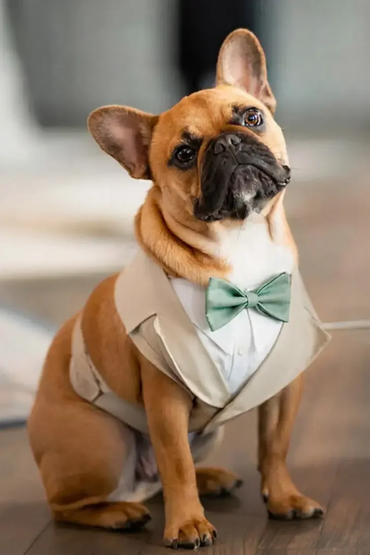 dog_harness_tuxedo_730.webp