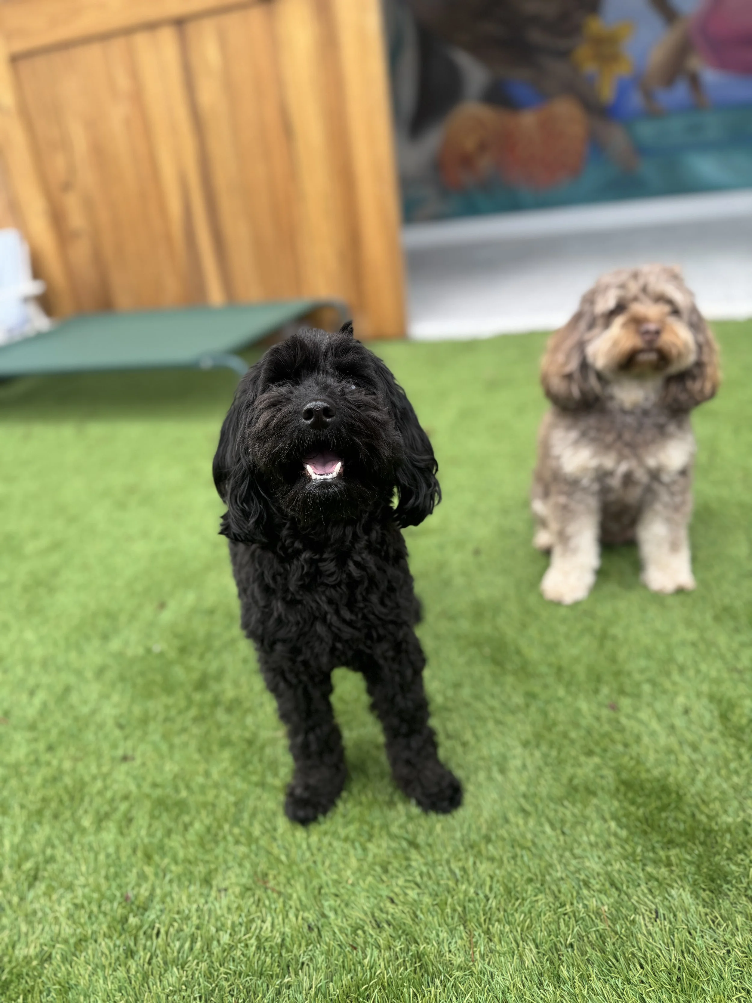 A black curly-coated dog with a smiling expression sitting on grass, with a brown dog with floppy ears and a fluffy coat sitting behind it. In the background, there is a wooden structure and a painted mural at dog daycare