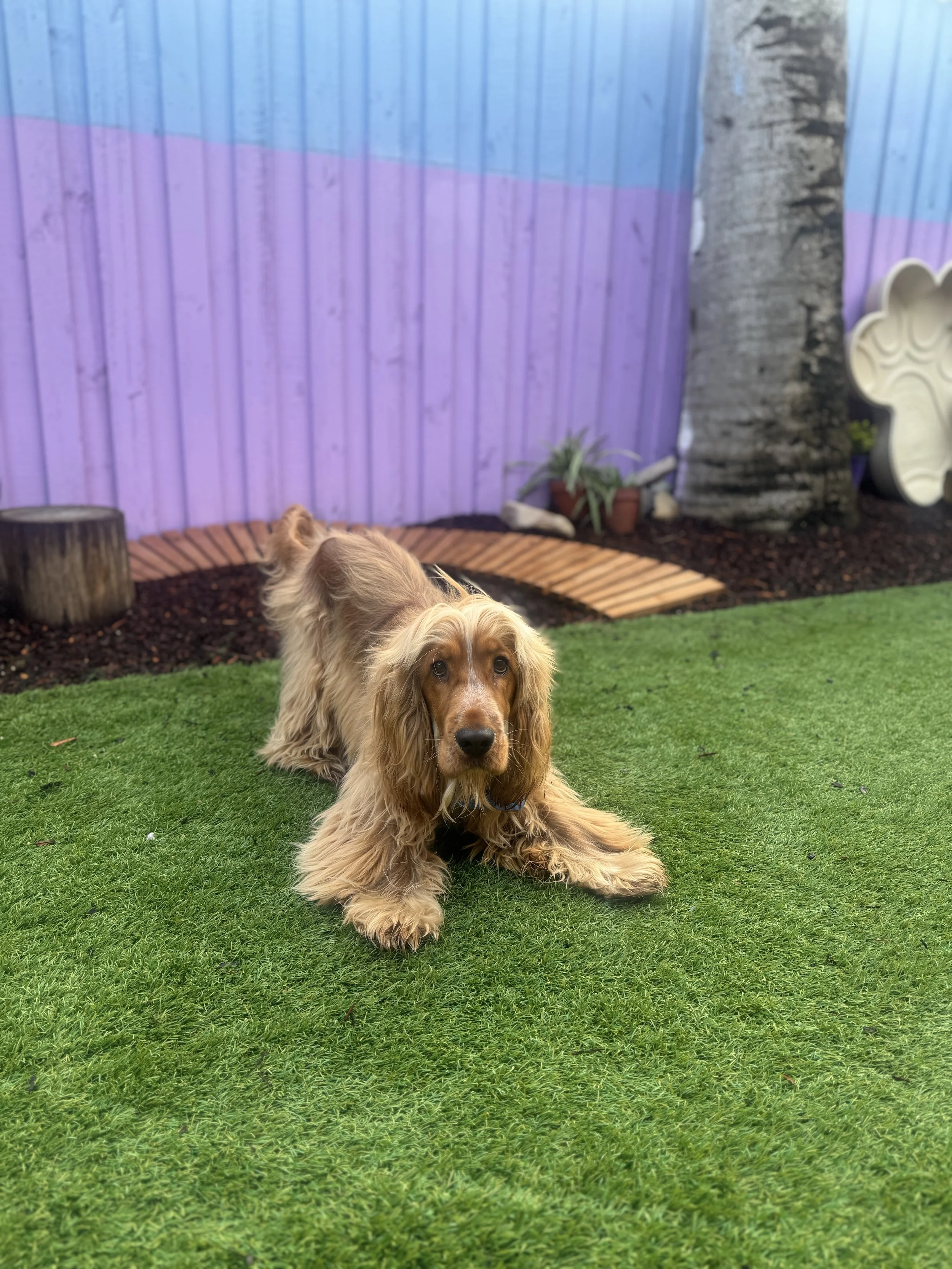 A golden Cocker Spaniel lying on green artificial grass in a backyard with purple and blue painted wooden fence, a large tree trunk, and some potted plants at dog daycare