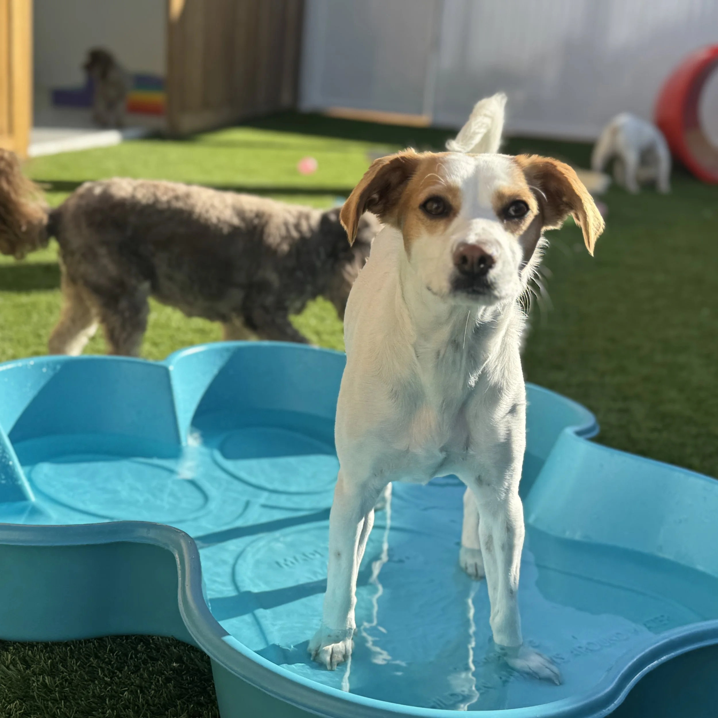 A dog standing in a small blue plastic kiddie pool filled with water outdoors on a sunny day. There are other dogs in the background on a green lawn at dog daycare