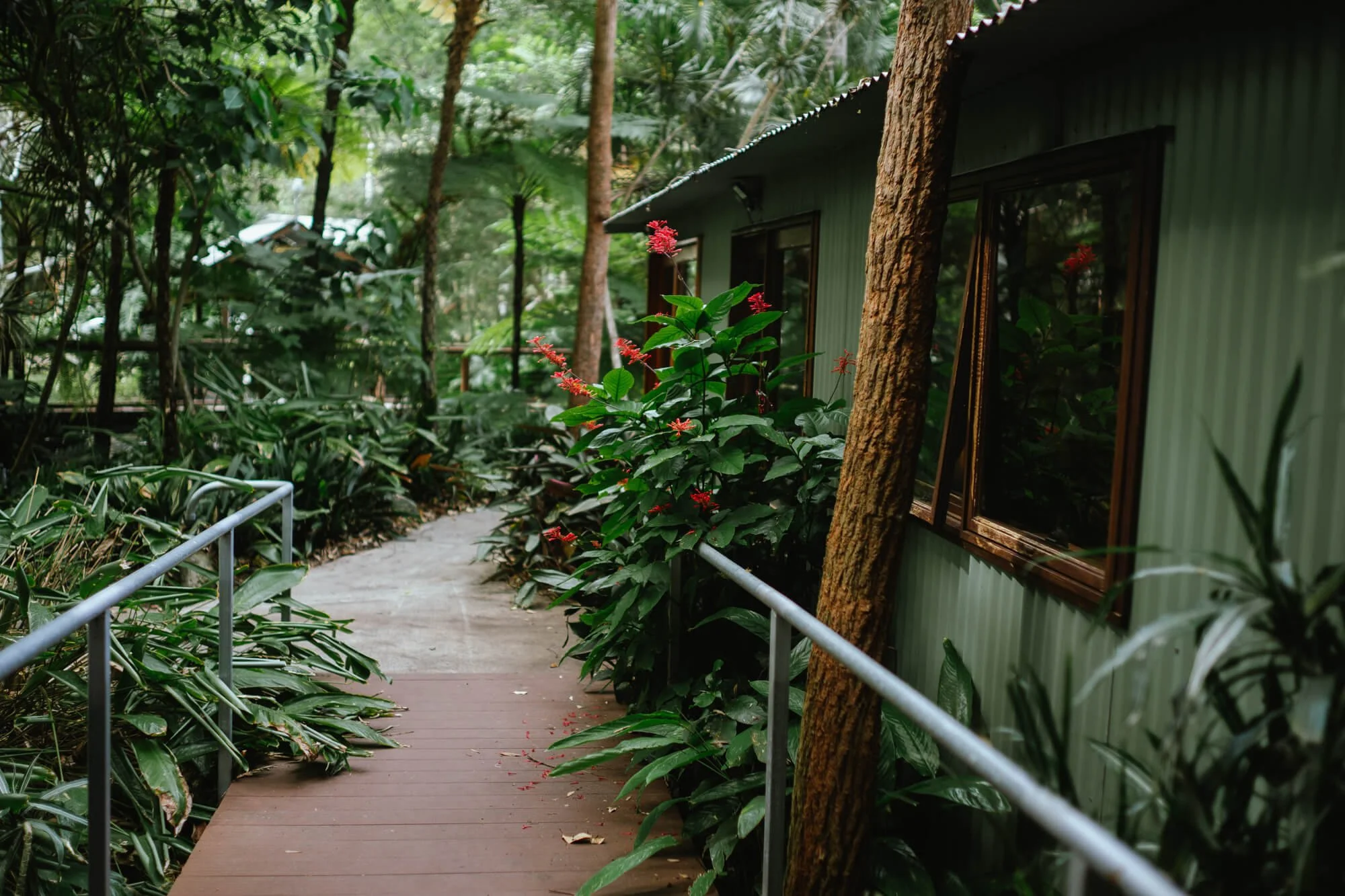 A wooden pathway runs past a green building with windows, surrounded by lush tropical trees and plants, including red flowering plants, in a dense forest setting.