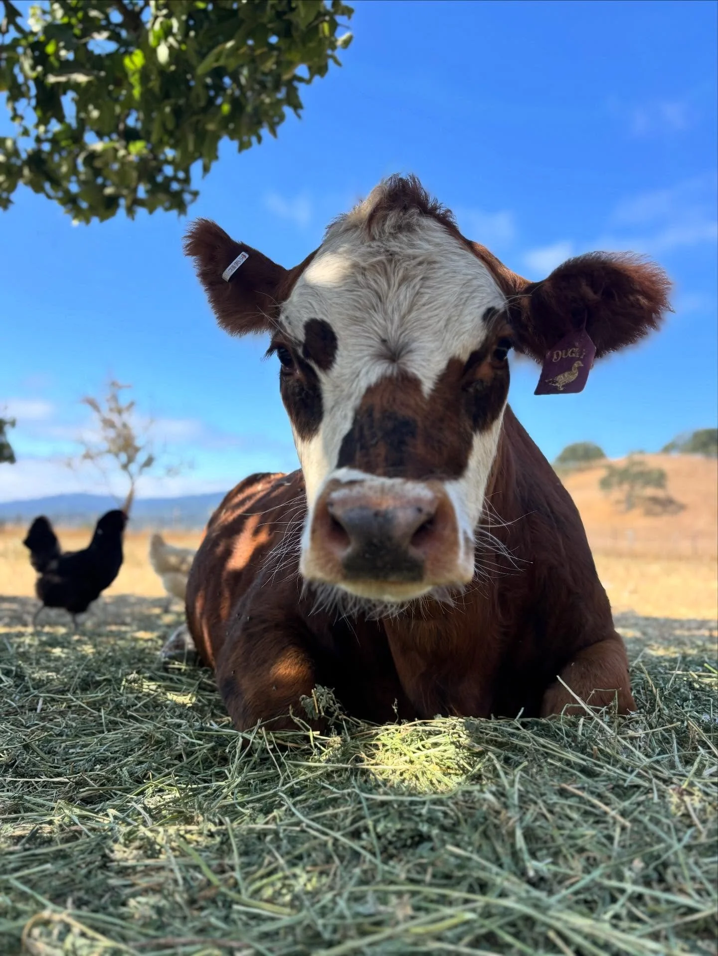 It&rsquo;s gonna be a hot one! 95 degrees in late September. You heard me. You won&rsquo;t be seeing me in the fields today. June, July, August, sure, you&rsquo;d find me toiling out there in a giant hat &amp; sweat down my back. But late September? 