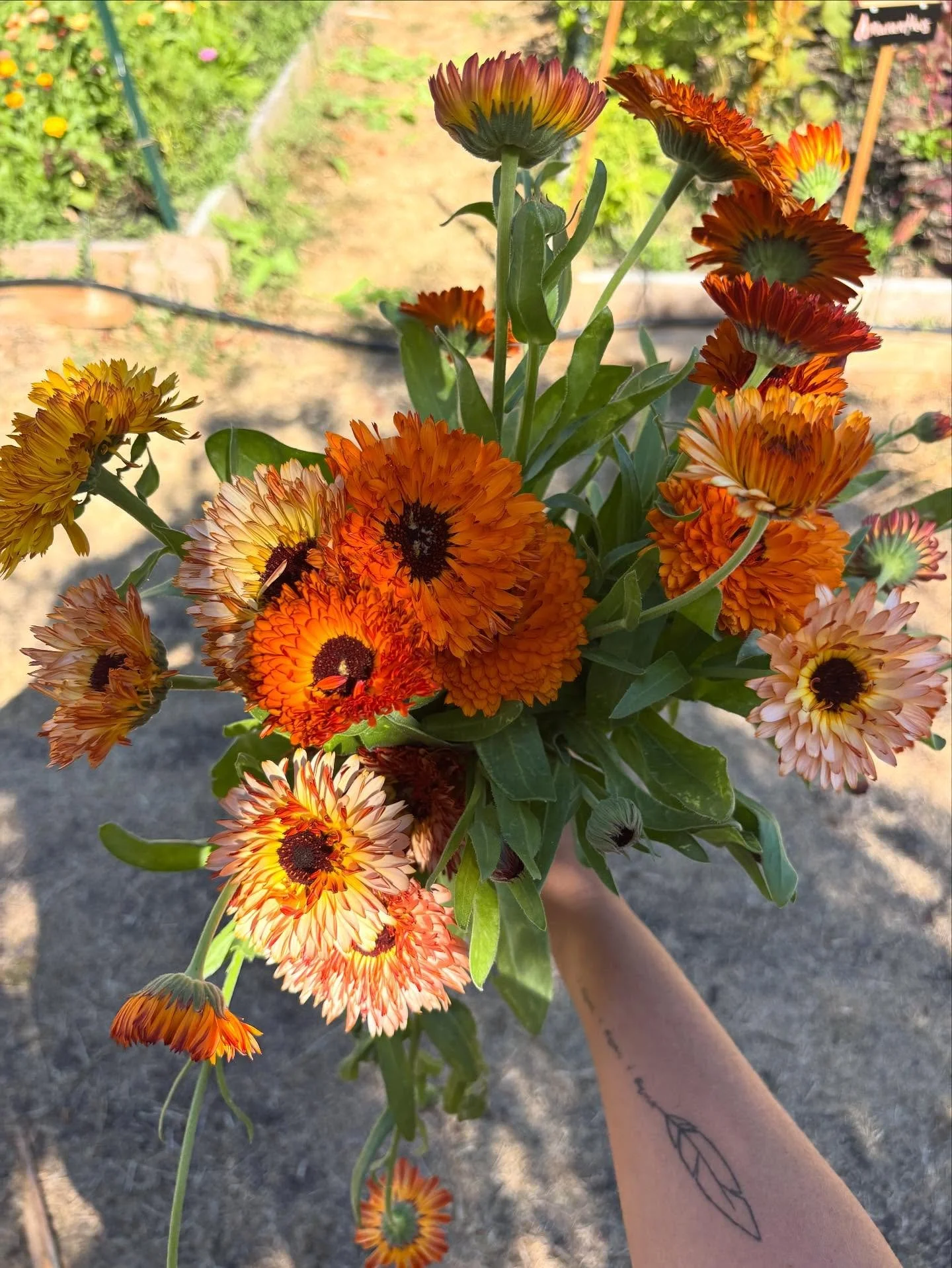 Celendula&hellip; the stems are kinda sticky and weak and not as long I like to work with. But these colors and full multilayered petals might make them worth growing. I&rsquo;m excited to see how they look on your fall tablescapes this weekend. And 