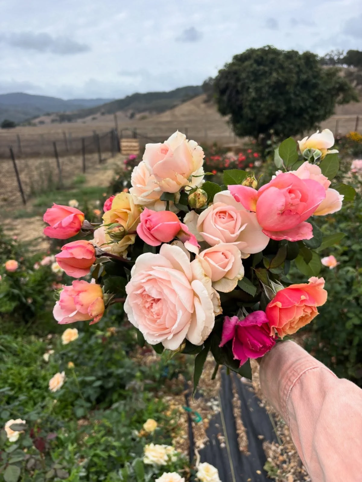 Roses really are the MVP. While the rest of the garden is puttering out as the growing season winds down, the roses just keep putting out knock-out blooms. What other plant pushes out fragrant premium flowers continuously from April-November? NONE.

