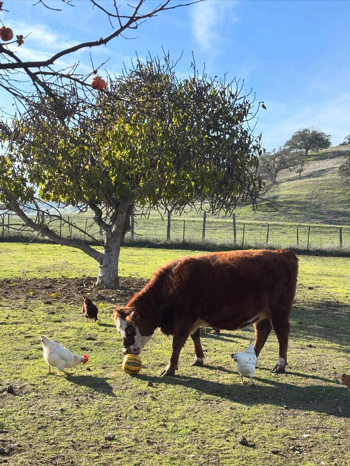 Thank you, friends who have offered their old pumpkins to our animals. They are very happy!