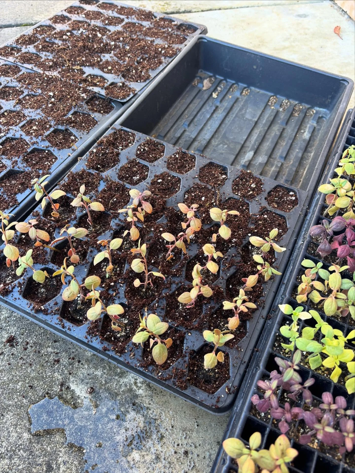 We are enjoying much slower days on the farm. We are starting seeds, cleaning up beds, fixing tools, planting bulbs, and enjoying warm cozy evenings inside. We are resting and dreaming about next year. There&rsquo;s a lot we have in store for next ye