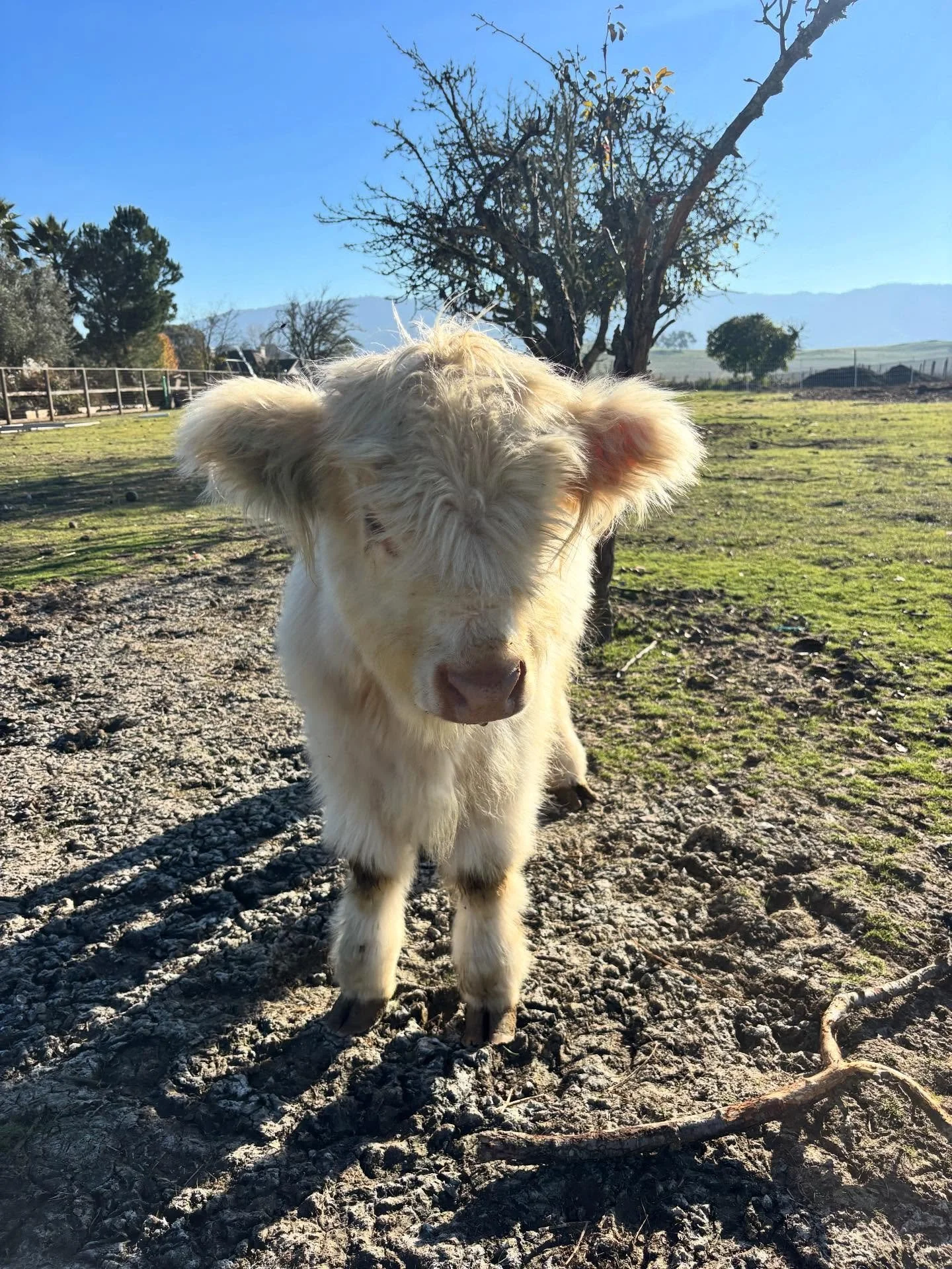 Merry Christmas and Happy New Year from Painted Table Farm! We are celebrating the season with a new employee/member of the family. Meet Ethel Maisie, our mini highland cow, and Lucy&rsquo;s new best friend. We can&rsquo;t wait to show Ethel off when