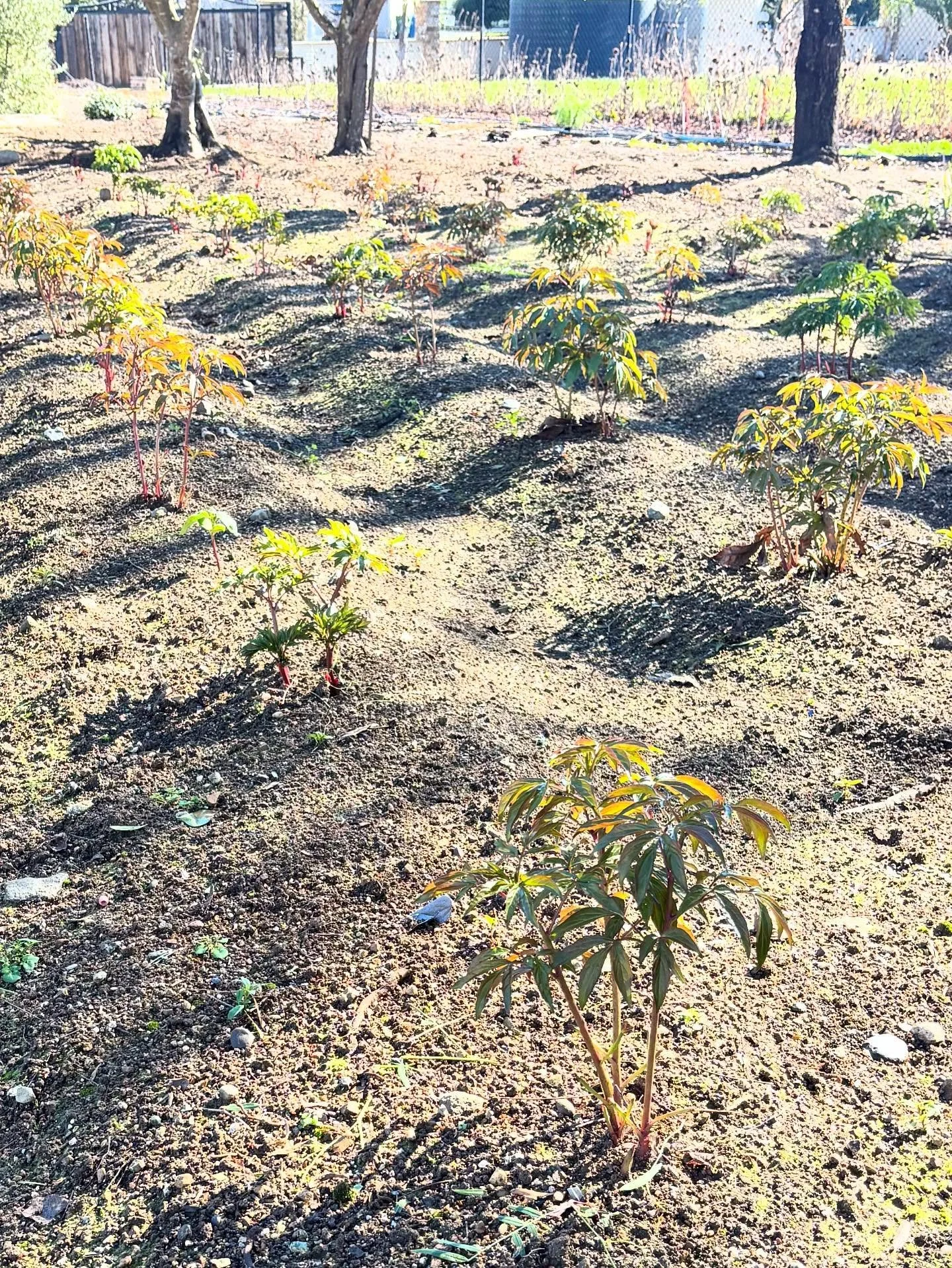 It might not look like much now, but this is our new peony field! We&rsquo;ve planted 200 peonies of many varieties and colors. Peonies are a difficult to grow here in Zone 9b, but we are giving it our best shot because we absolutely love them and we