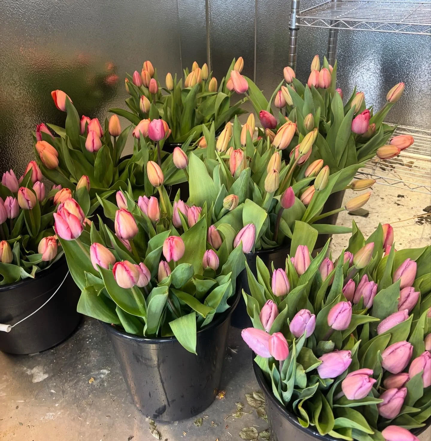 I can&rsquo;t believe I&rsquo;m saying this, but we have TULIPS! Just in time for Valentine&rsquo;s Day! Mother Nature must love love because we didn&rsquo;t plan to have tulips in time for Valentine&rsquo;s Day and yet here they are! So we are openi