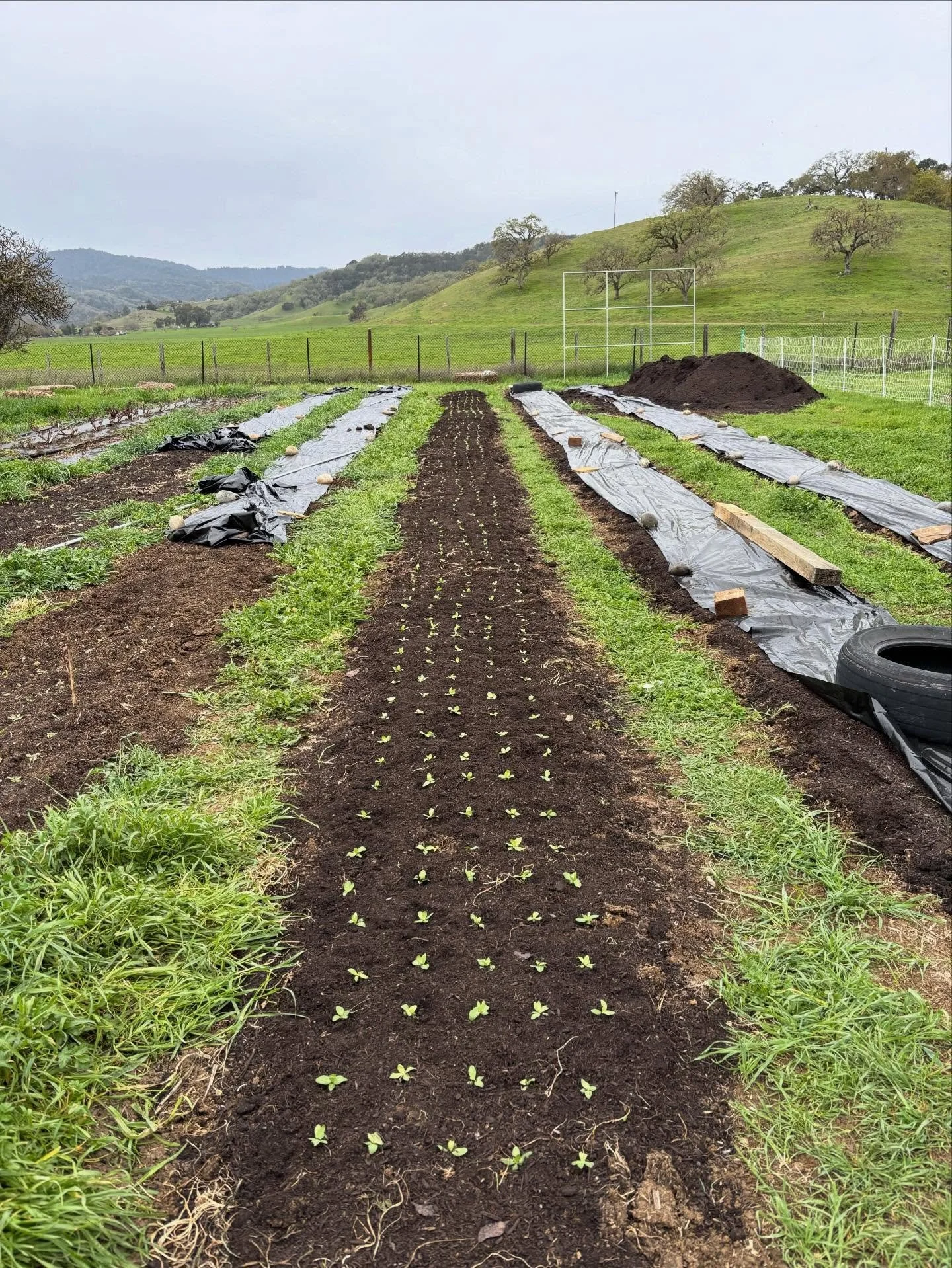 800 Lisianthus planted today! You guys loved our lisis last year so this year we decided to go big with more colors and more varieties. These are slow growers so they won&rsquo;t be blooming until midsummer. Glad we got these in today before all the 