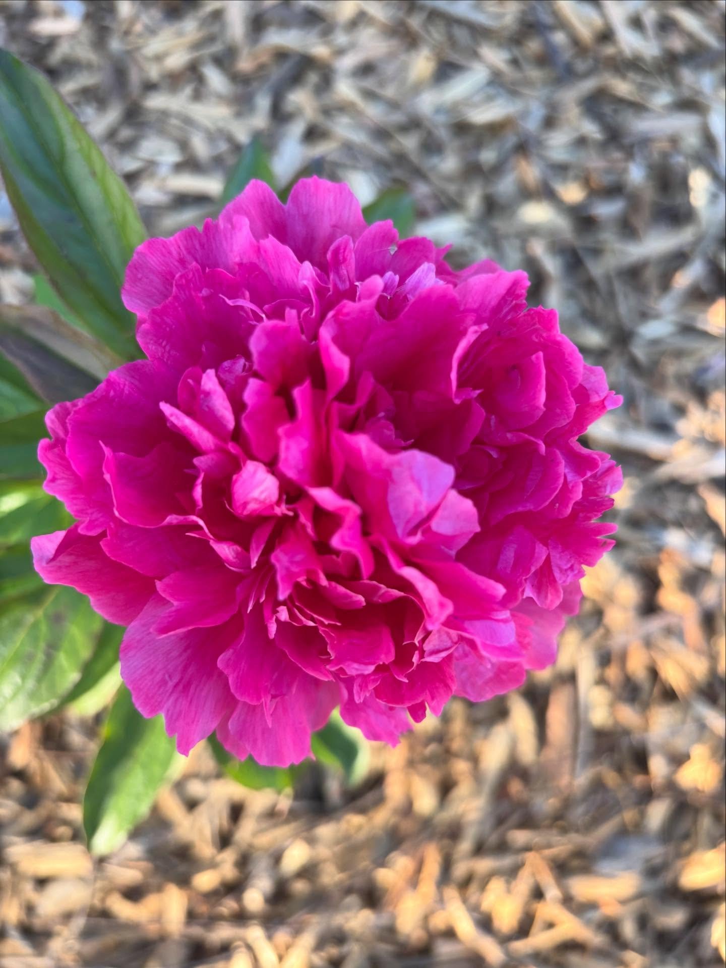 First peonies!!!! The field is going to be magical soon (hoping this heat wave doesn&rsquo;t kill them 🥵). I can&rsquo;t take many cuttings this year since you&rsquo;re not supposed to cut too much from a young peony plant. But I might sneak a few o