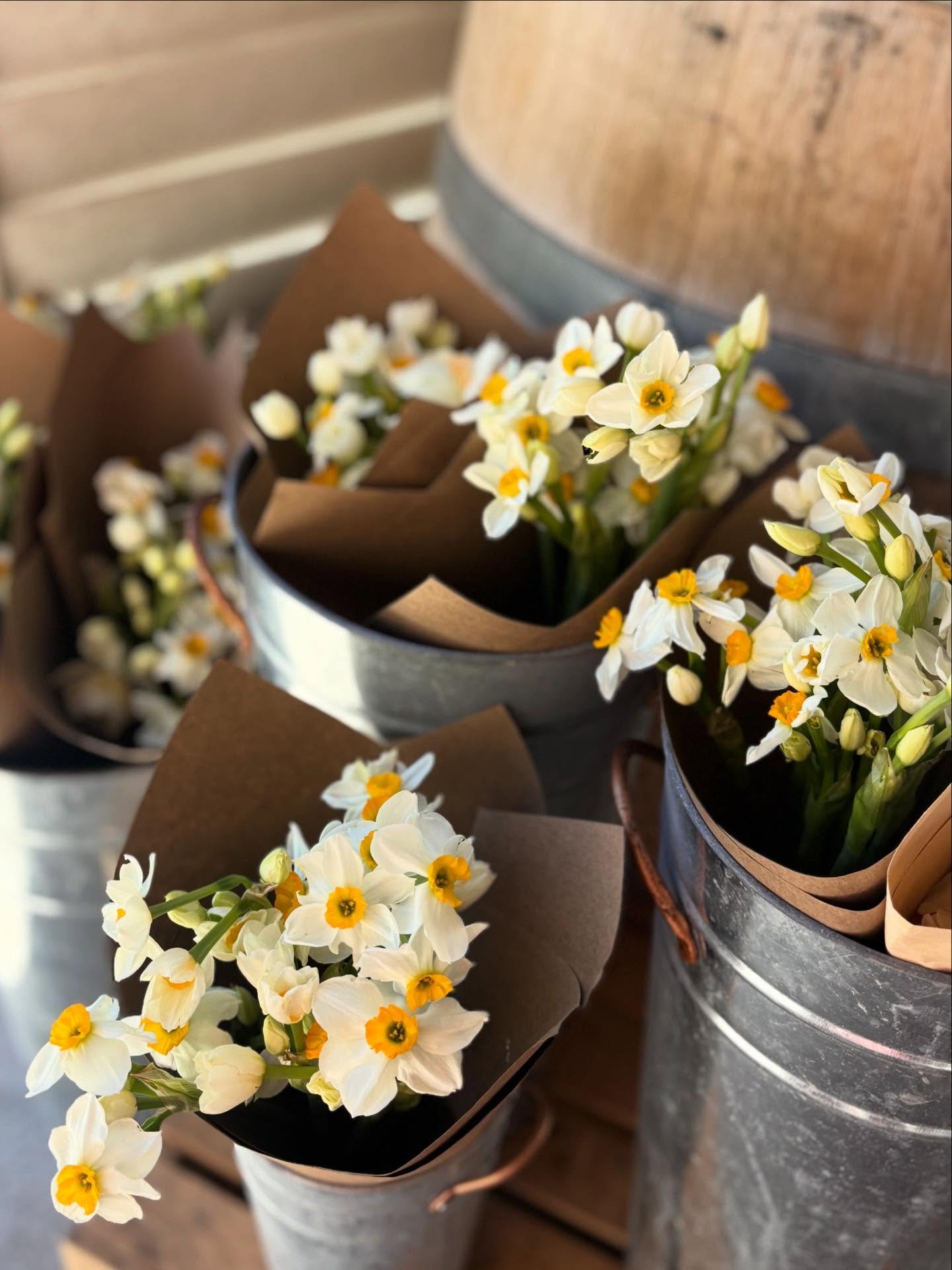 I just set out the last of this year&rsquo;s daffodils at the farm stand. Come get them before they&rsquo;re gone for the year. There are ten bunches available at only $10 each for 13-14 stems! Each stem has 3-4 dainty and highly scented flowers on i