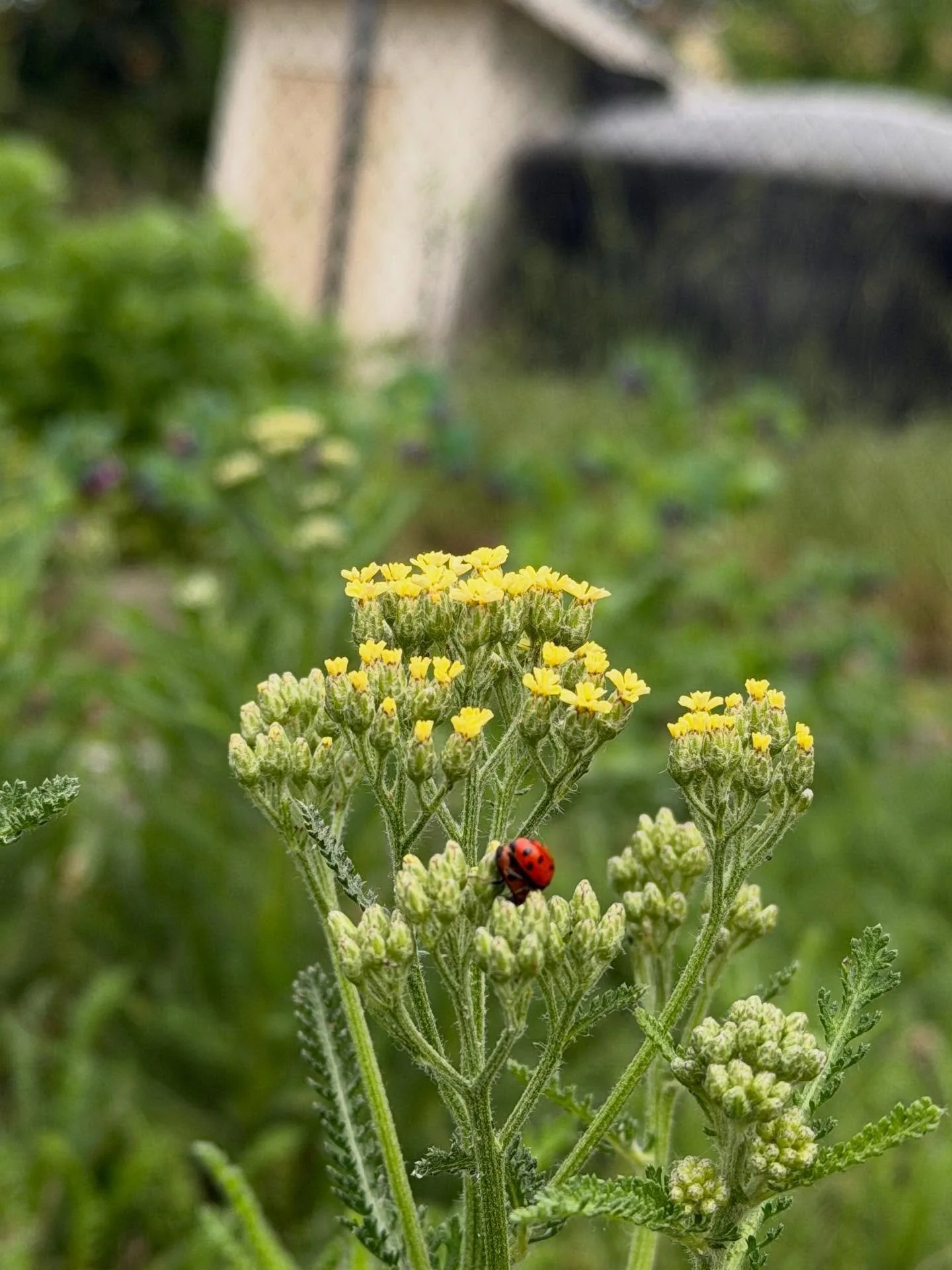I like to play R&amp;B for the ladybugs to encourage them to get it on. We found them today making a love nest of the yarrow. 

Been seeing a lot of ladybugs this year. I&rsquo;m hoping that means we&rsquo;re doing something right. (Cue the siege of 