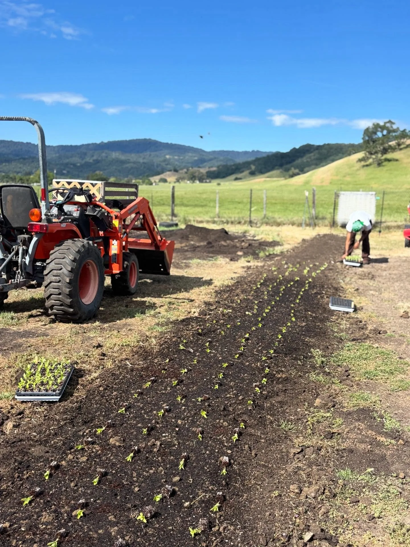 We&rsquo;ve got our first zinnias in the ground today! We&rsquo;ve got linen, aurora, ballerina, queenie limes, Bernary&rsquo;s giants, and Oklahomas. Zinnias come in so many colors and styles it&rsquo;s hard not to plant every single variety under t