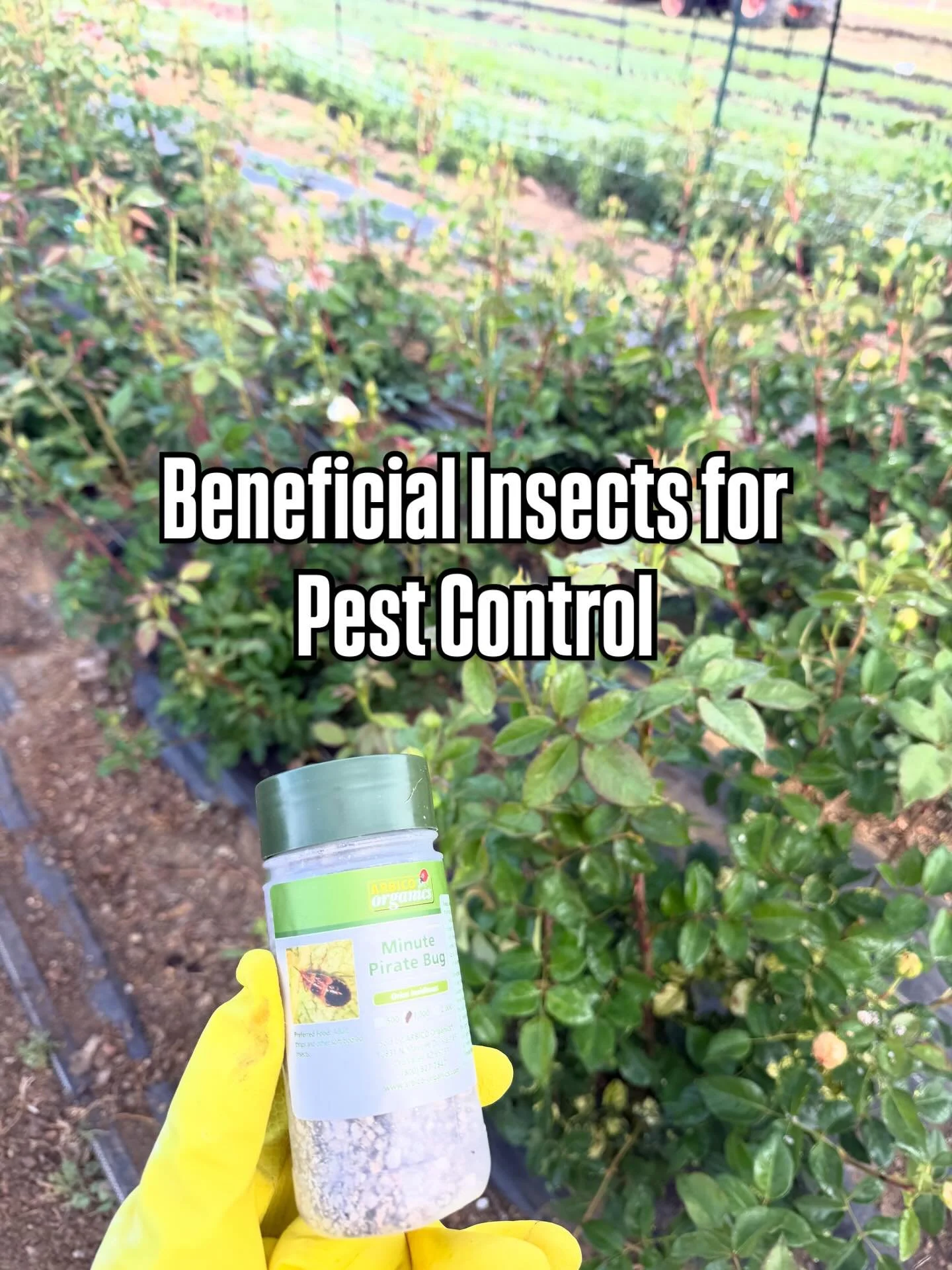 Our farm backs up to a thousand acres of grazing land for cattle, which makes for a beautiful view and solitude  BUT come spring, the bugs come crawling in from the hills to eat our tender crops. We employ a lot of organic pest control methods, but m