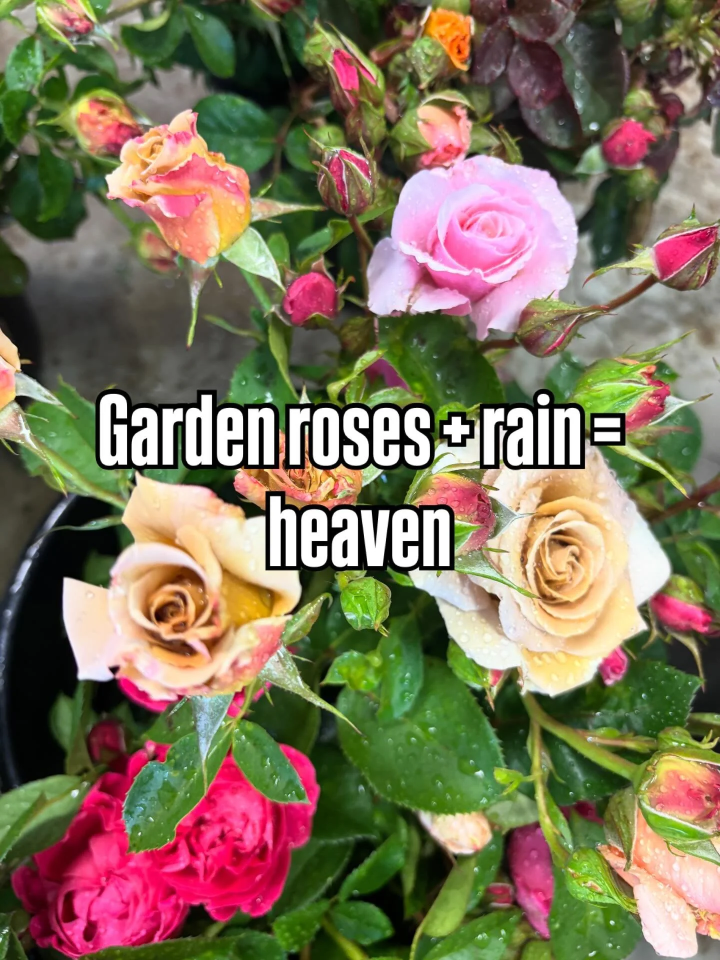 The rain isn&rsquo;t stopping anything over here. We&rsquo;re open all weekend! We sneaked in extra stems to thank those who visit us in the rain. ☔️🌈🌦️🌹