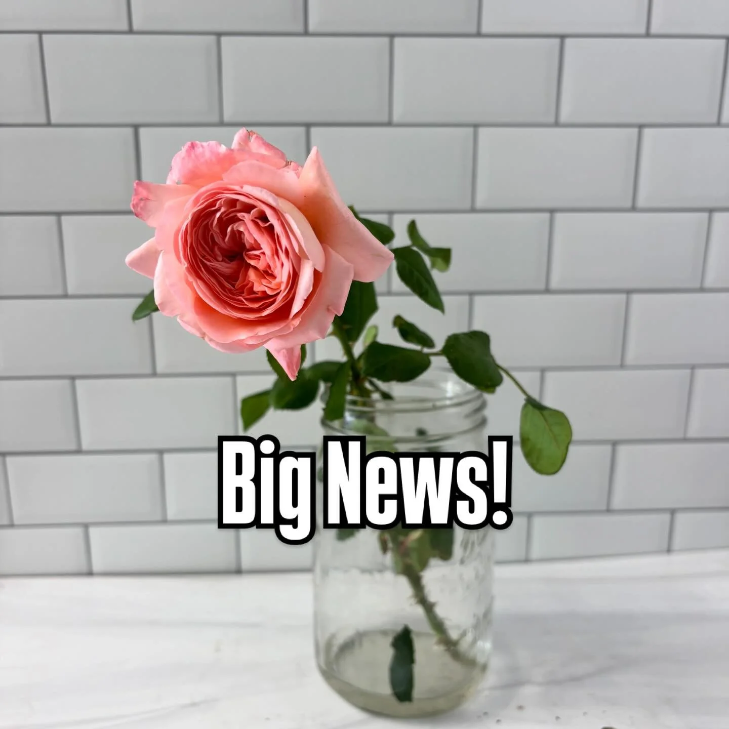 Been working in the background on this for a while&hellip; Our flowers are now available to florists! We&rsquo;ve joined Rooted Farmers, an online platform that makes it easy for florists to shop our inventory. Right now we have a limited number of g