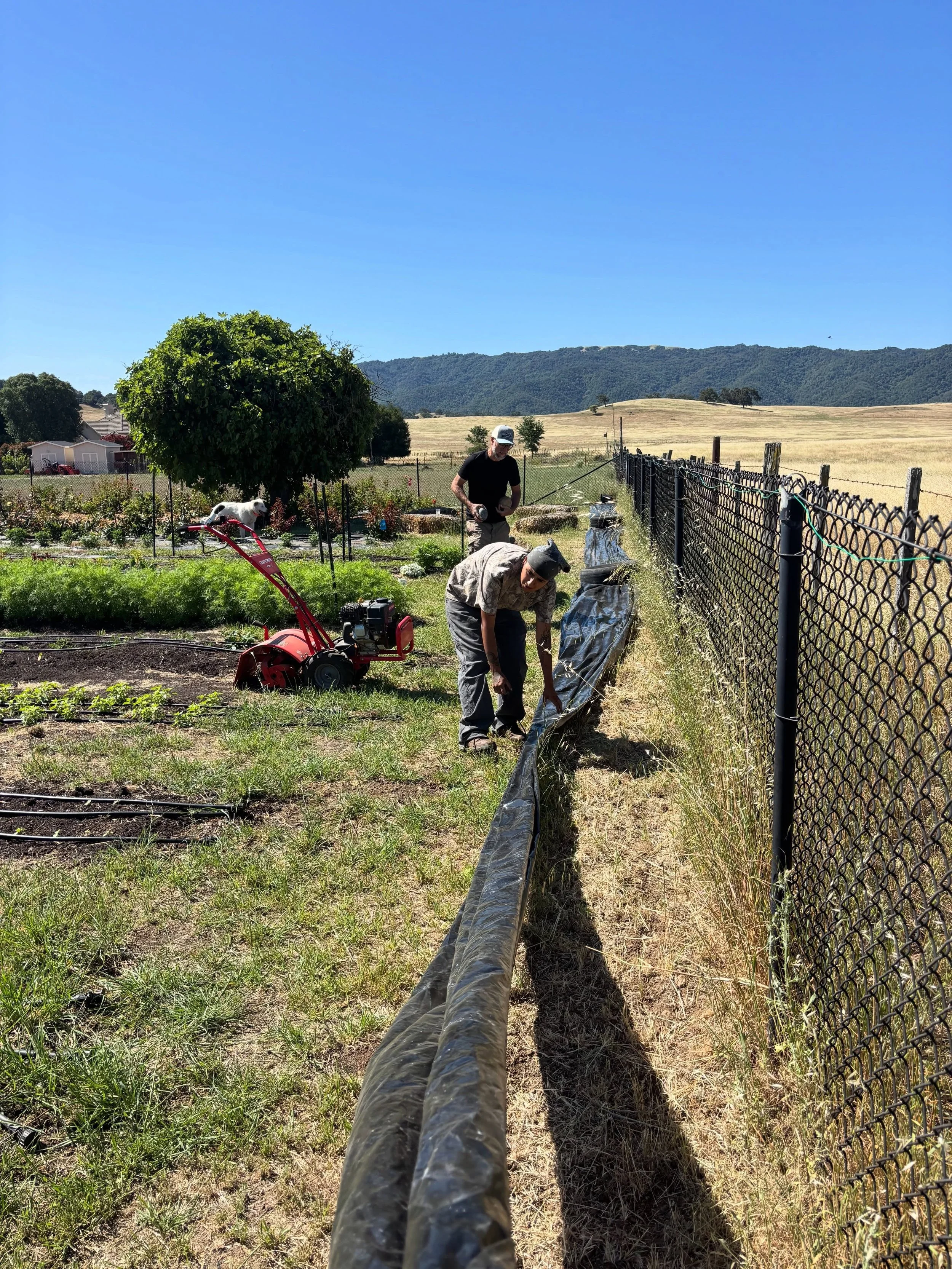 On a small farm, we get creative about space. Someday maybe we&rsquo;ll have a field that allows for hundreds of wide-pathed tractor rows (every small farmer&rsquo;s fantasy), but for now our MO is to start seeds we definitely don&rsquo;t have space 