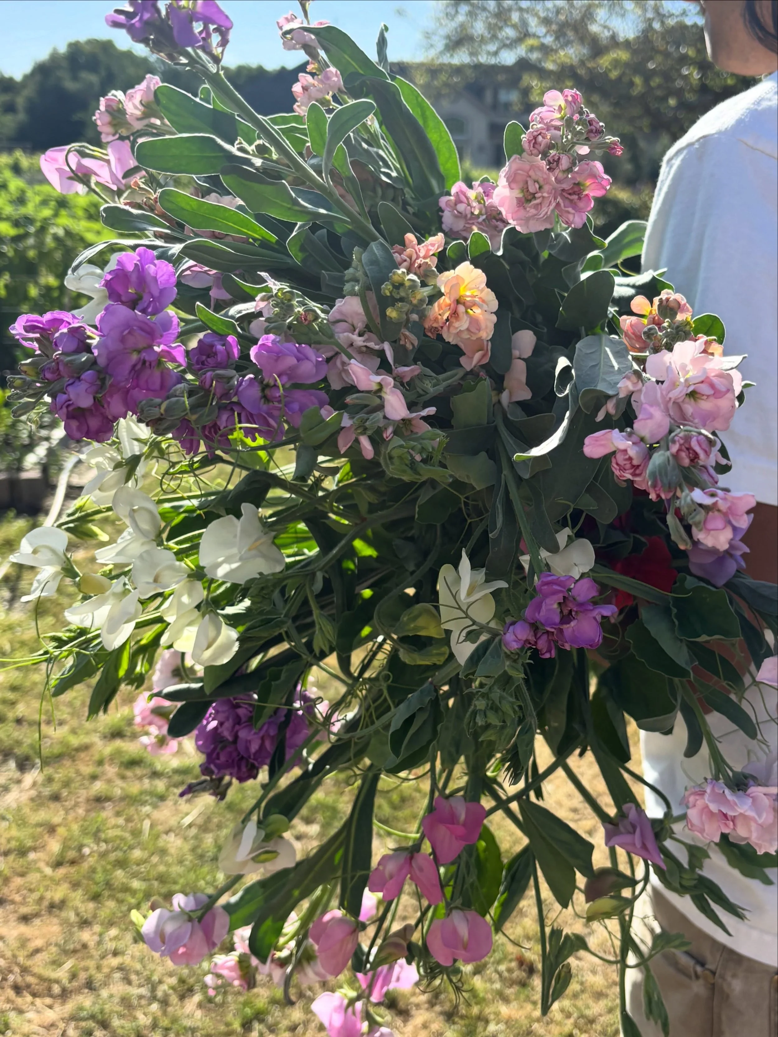 This week the stock and sweet peas are coming up and I can&rsquo;t decide which smells better, honestly. Thankfully our bouquets this week will have both so you don&rsquo;t have to choose! #gilroy #gilroyflowers #sweetpea #flowerfarmerflorist