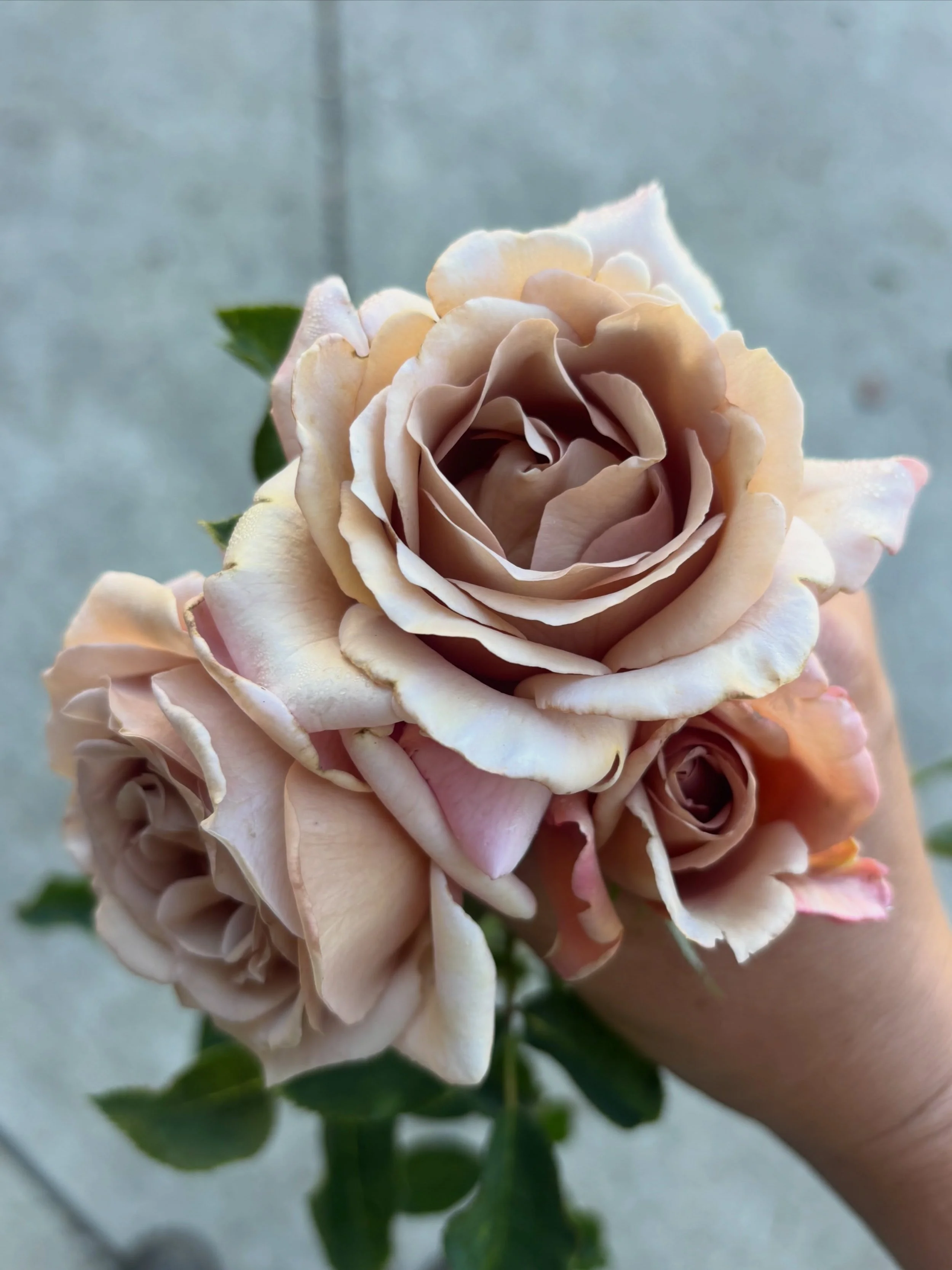 Well I sure hope the Koko Loko rose trend is here to stay because we invested in a whole lot of them this year. 🤣 Here are some of the first blooms. 

Designers and brides love this rose because it has this magical quality of taking on whatever colo