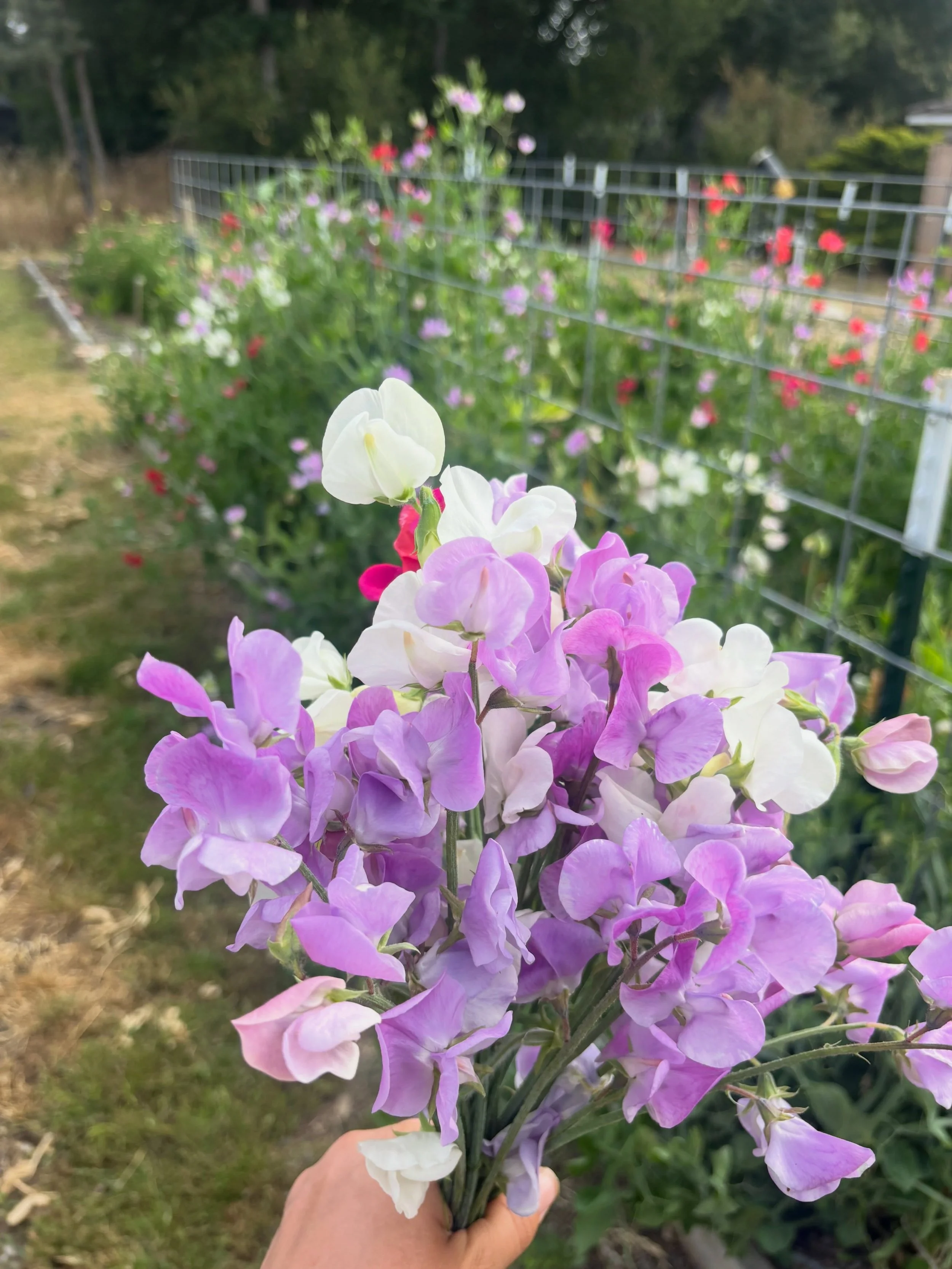Just came back in from cutting sweet peas from the field. We are opening THURSDAY this week to make sure we are fully stocked for graduation! We&rsquo;ll have regular bouquets as well as these fragrant sweet pea bunches. Congrats to all our local gra