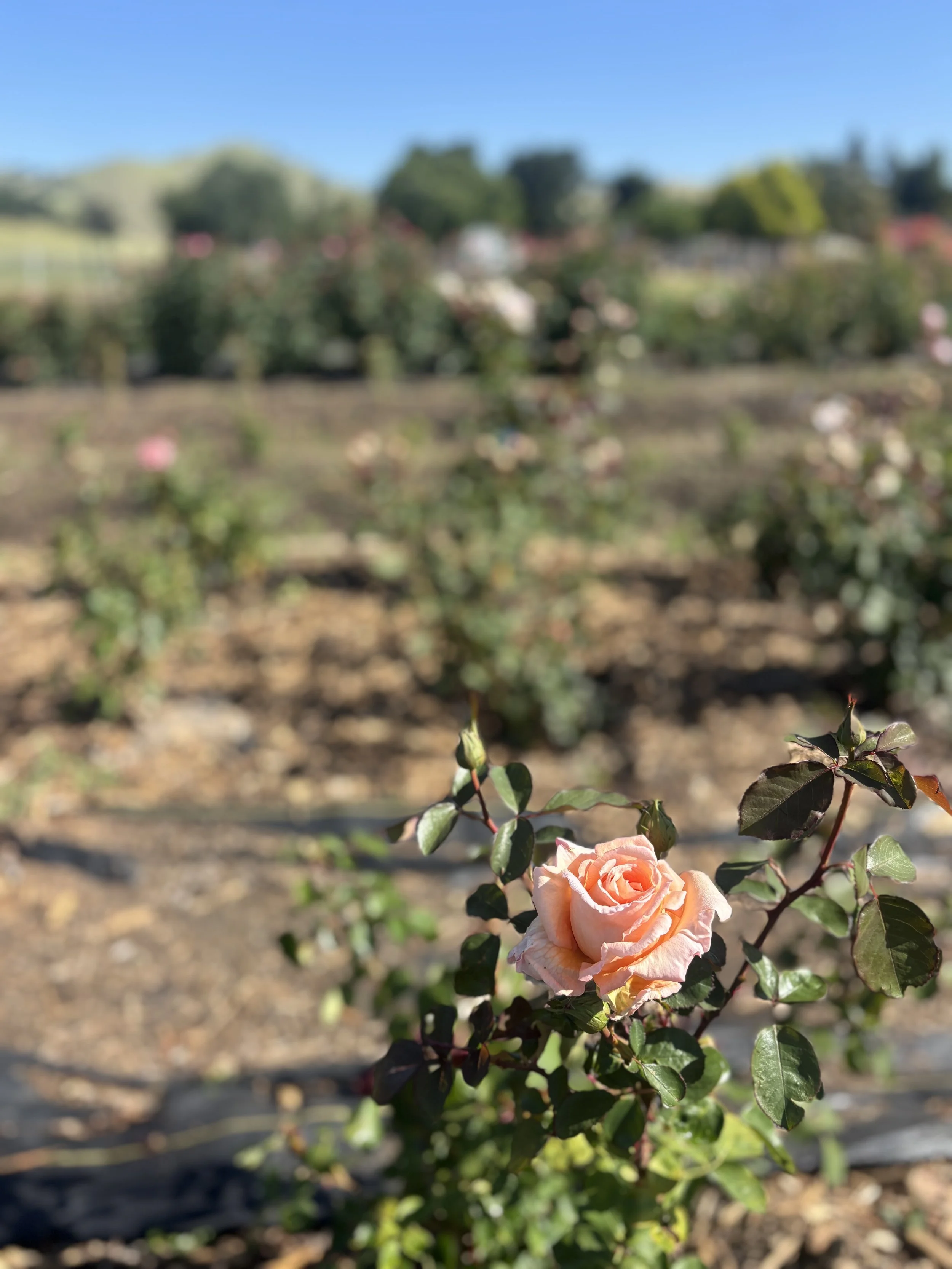 Mother's Day U-Pick
