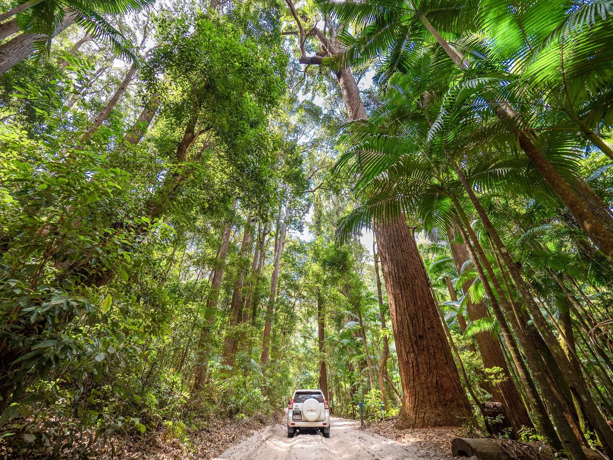 4WD drivig through rainforest on K'gari Fraser Island