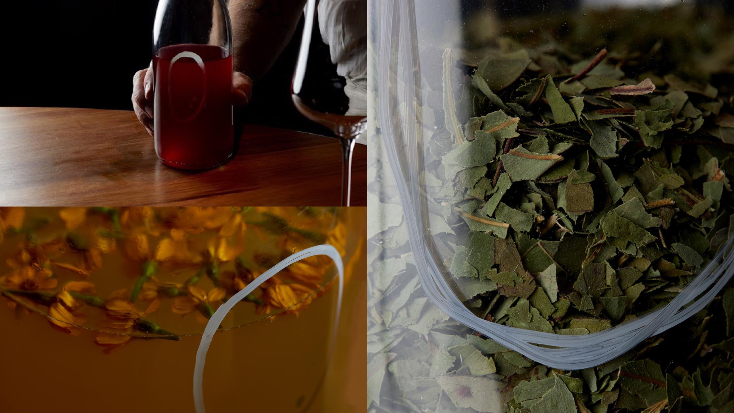 Closeup of jars in Byrdi’s incubation station showing green leaves and orange flowers steeping in liquid.