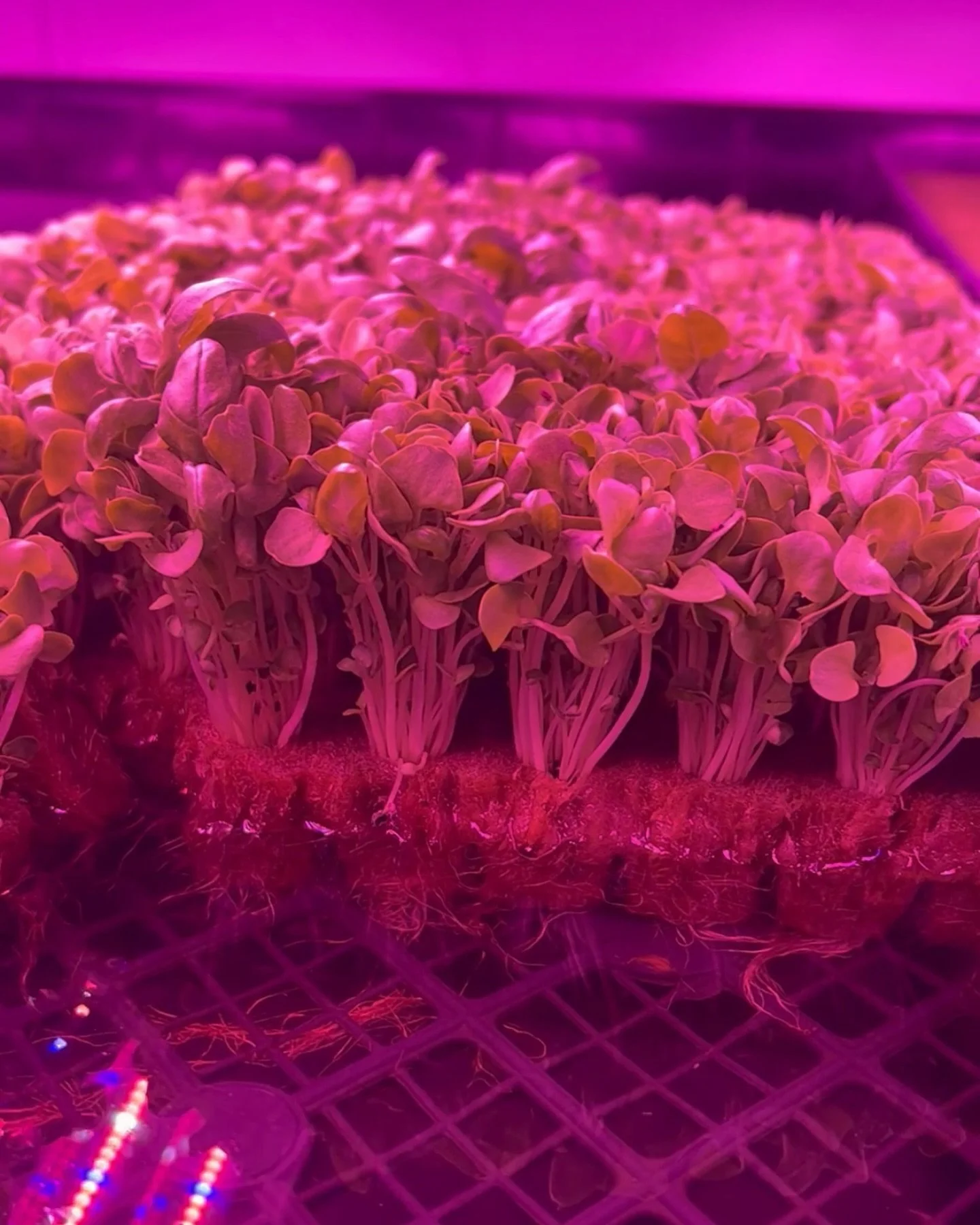 Wait&hellip; plants grown without soil?! 🤯 Yep, that&rsquo;s hydroponics! Our greens thrive in nutrient-rich water (aka their personal spa), which means they grow faster, use less water, and stay fresh longer. 🌿💧
So the next time you&rsquo;re snac