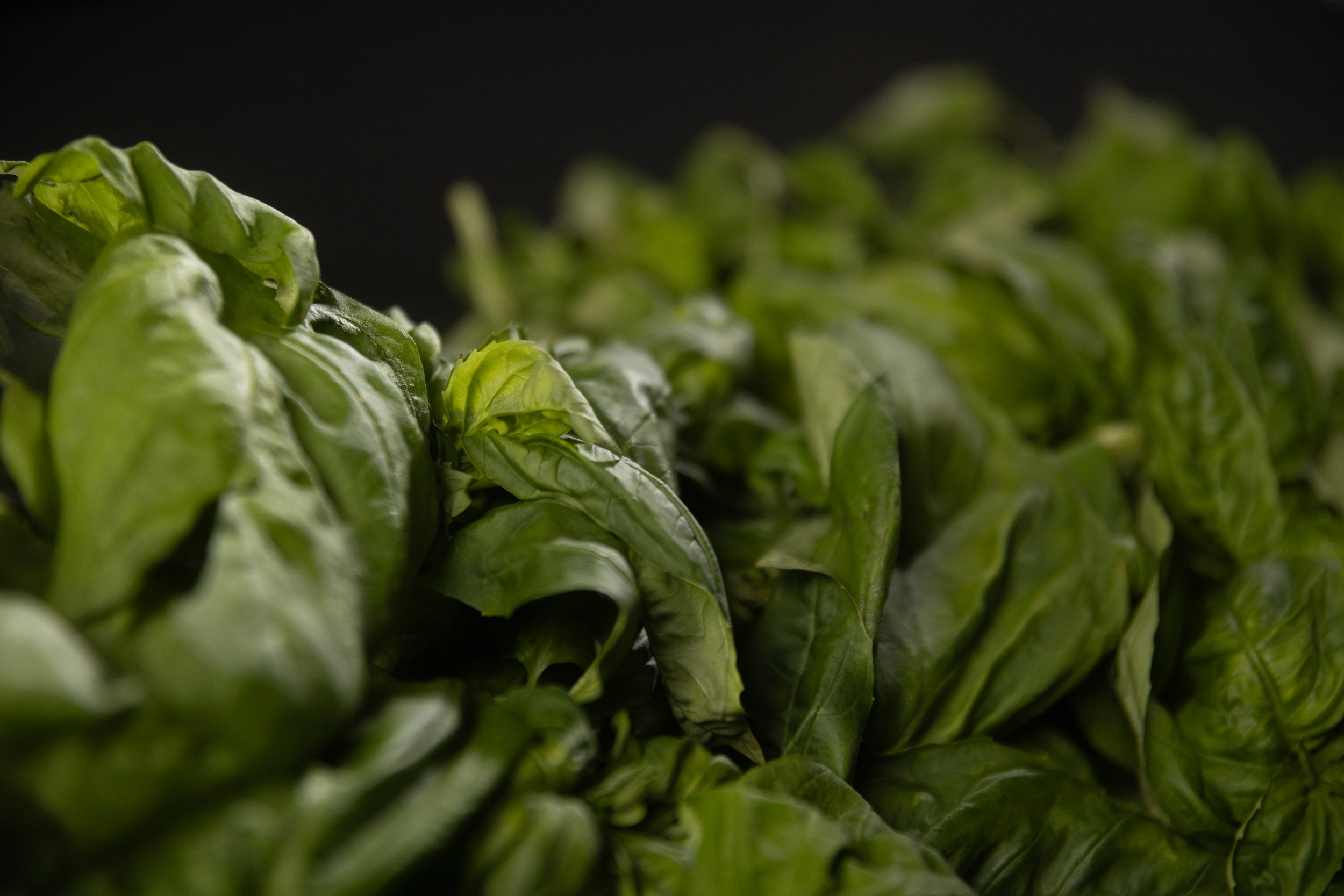 Italian Basil — Hundred Acre