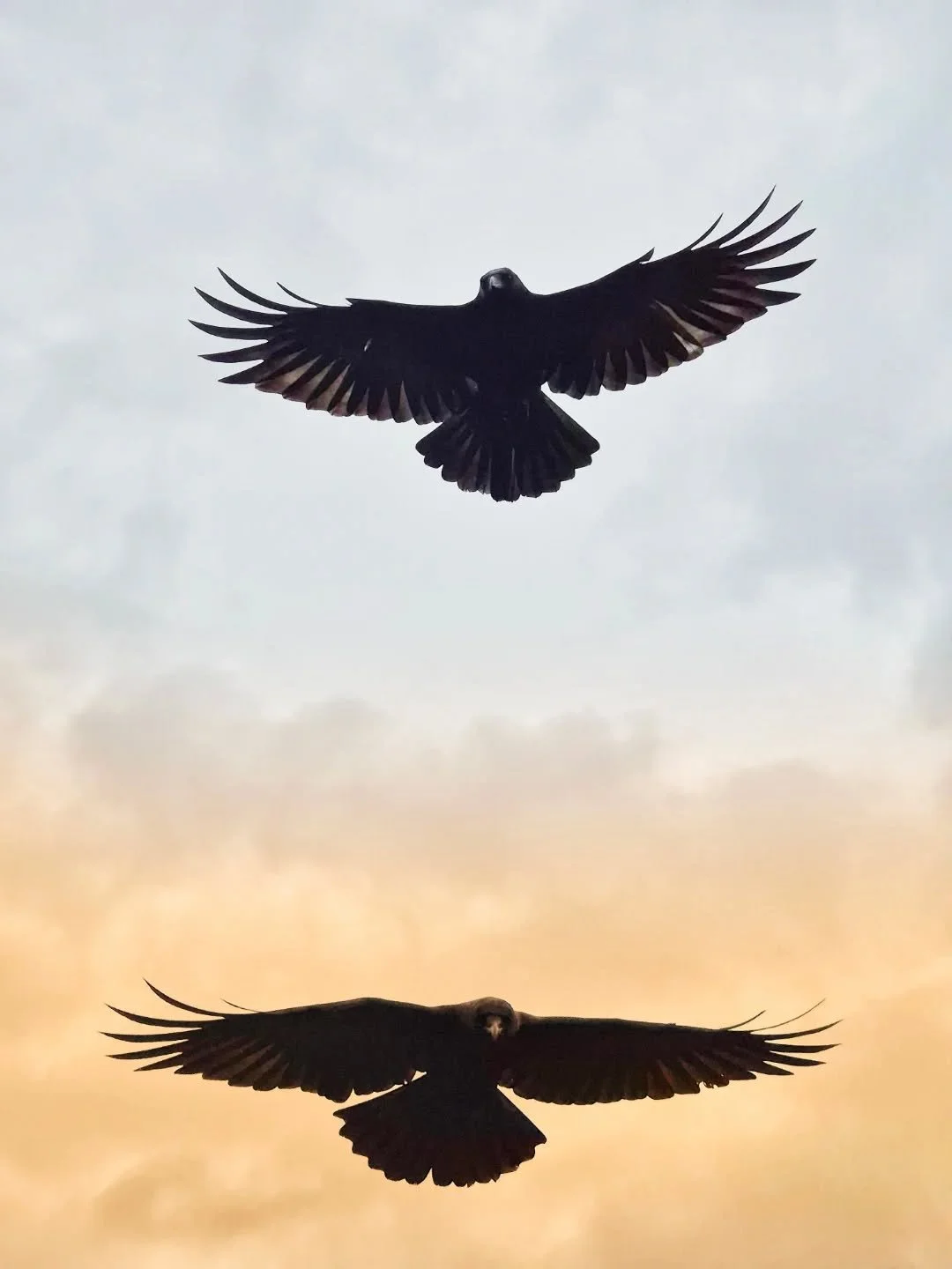 On stormy windy days by the sea, there's nothing better then a walk with a handful of peanuts to feed to crows! There's something delightfully magical and slightly sinister about it!