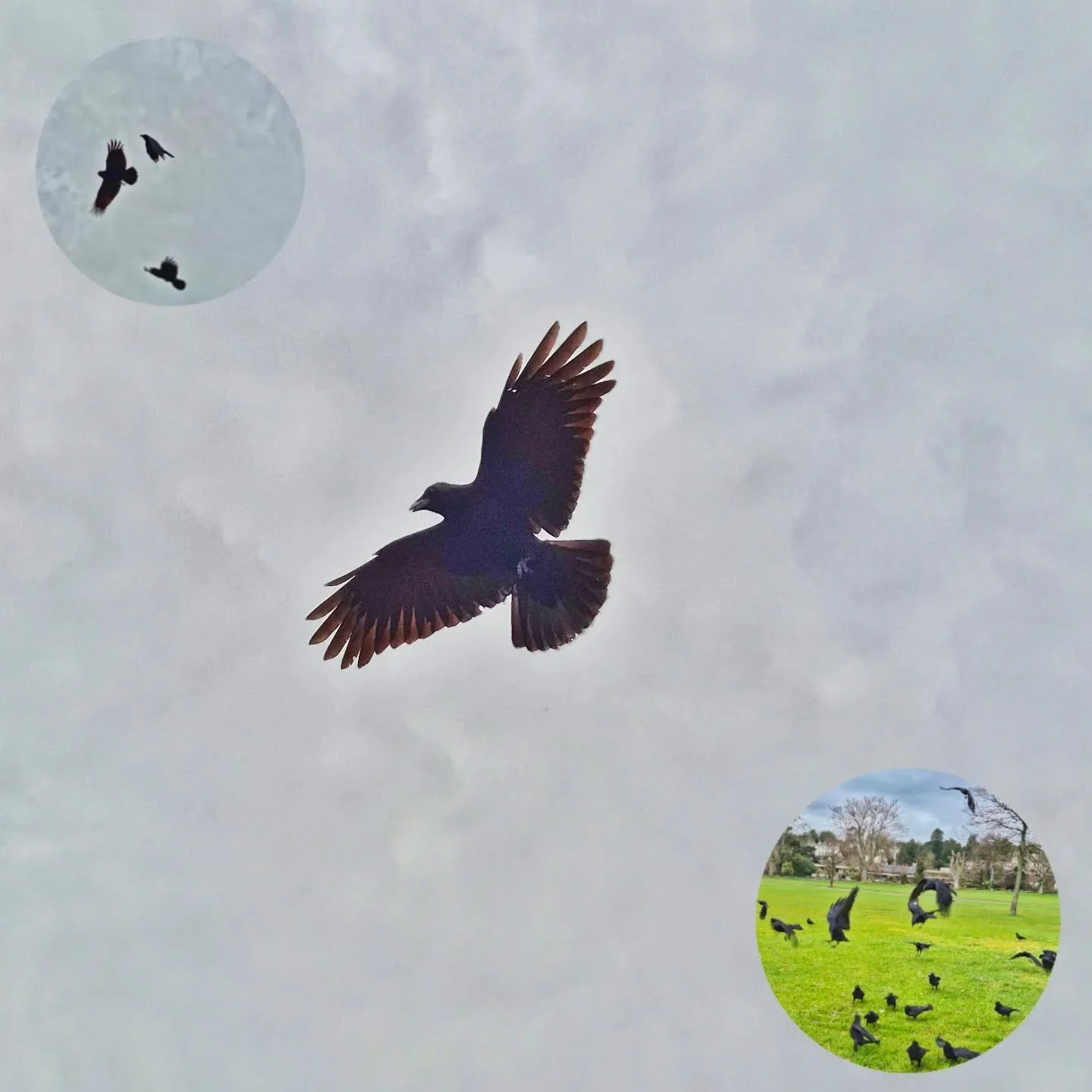 A walk along the seafront and a check on the crows after the storm 😀  Glad to report they are as acrobatic as always . #torbay #mermaidlife #stormyweather