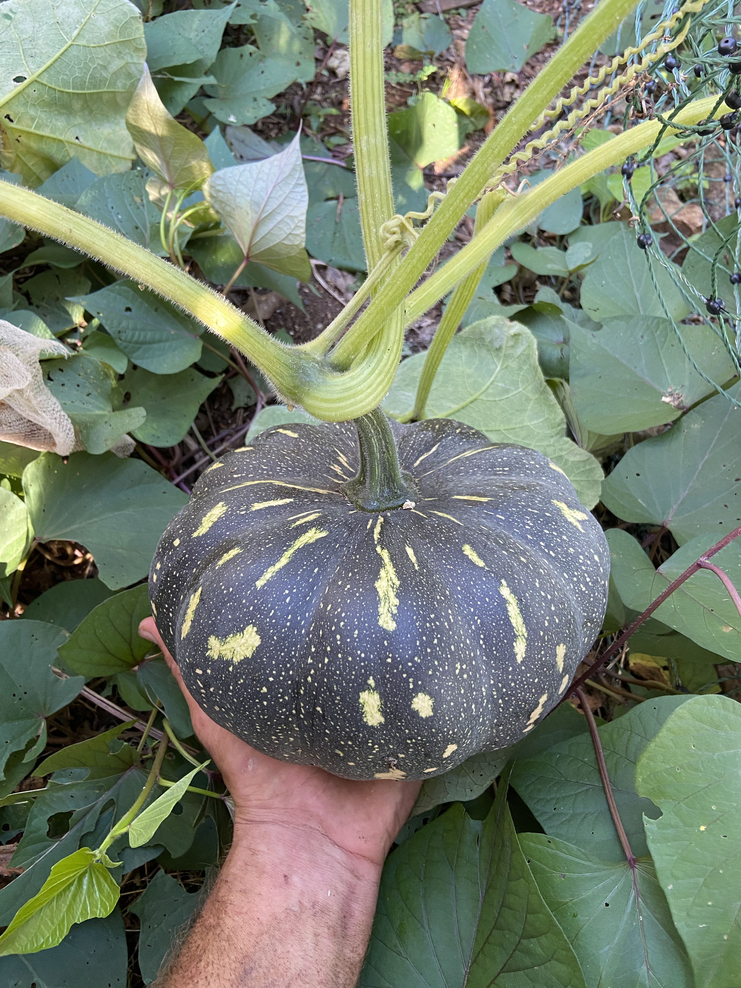 A person holding a large, dark green pumpkin with yellow streaks and spots, surrounded by green leaves.