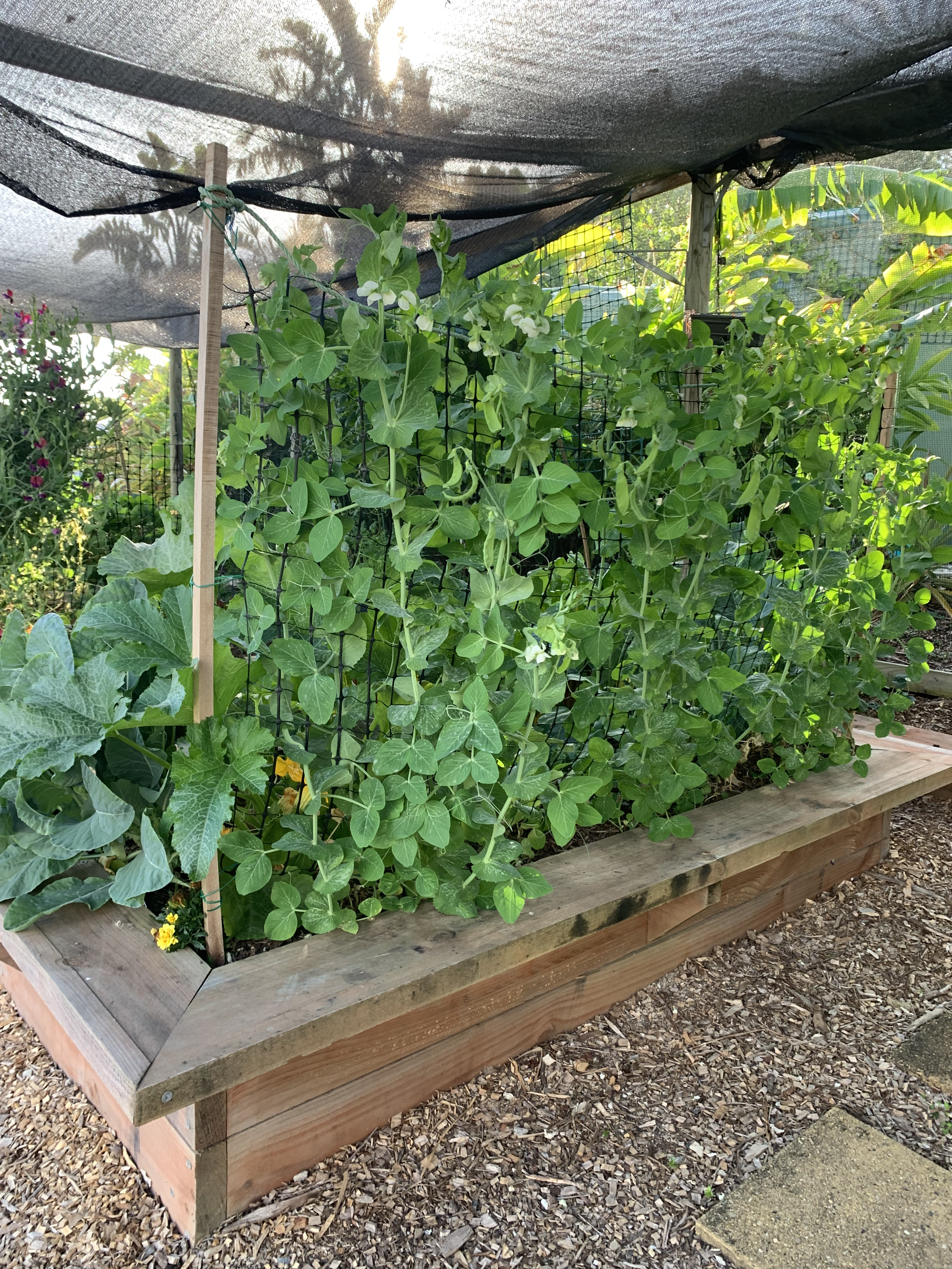 Raised garden bed made of wood filled with various green plants, including pea plants with white flowers climbing on supports, situated outdoors with mulch ground.