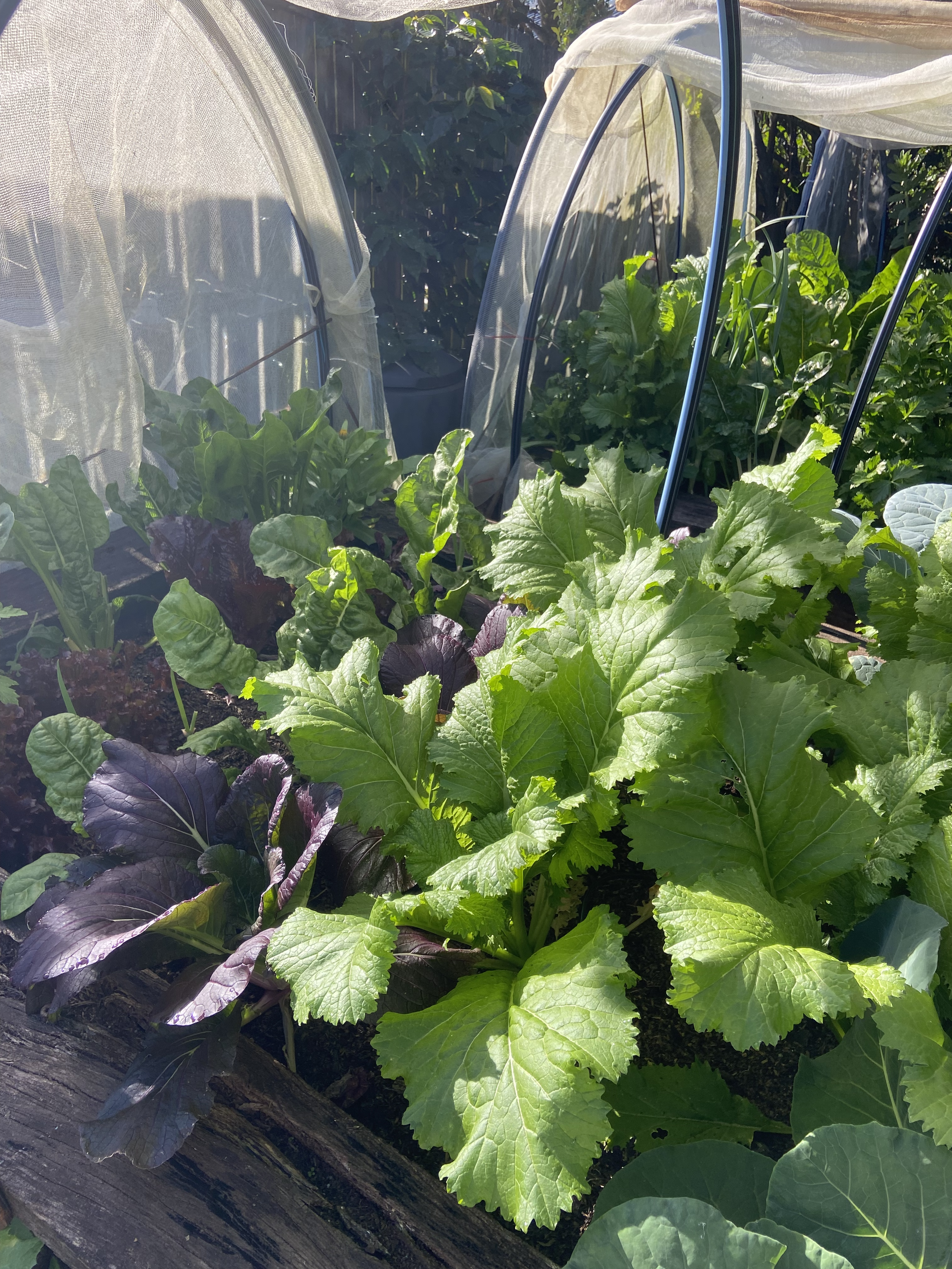 A garden bed with green leafy vegetables growing, some covered by a small protective row cover supported by metal stakes, with sunlight shining on the leaves.