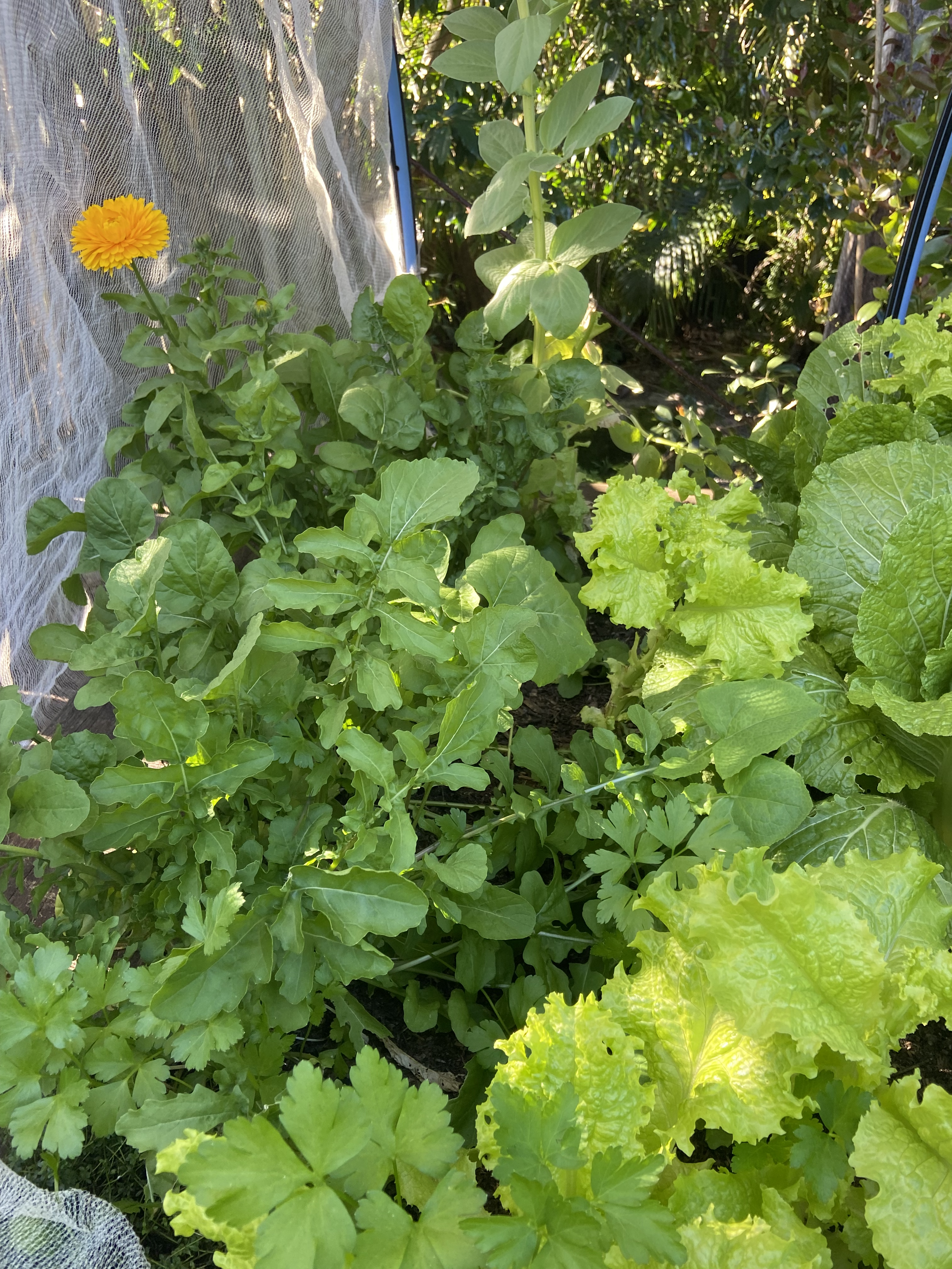 A garden filled with green leafy plants, including sunflower, lettuce, and other greens, with a mesh fence on the left side and intense sunlight filtering through the trees.