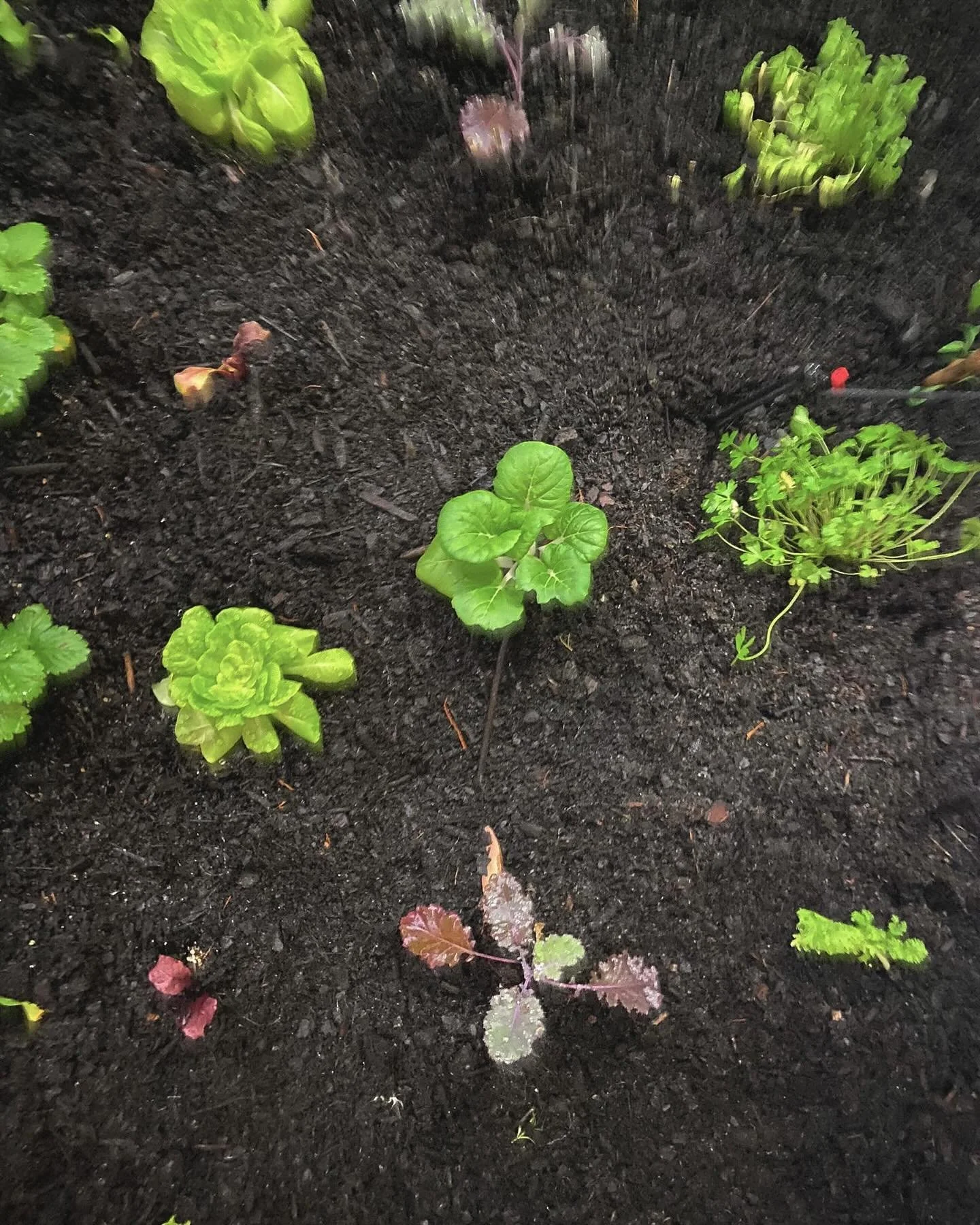 Check out the glow-up! 🌱

From start to harvest: Ado&rsquo;s first veggies! 🥦🥬🥕

Want your own garden success? Give us a call, and book a free visit now, where we&rsquo;ll create a special plan tailored to your own space and needs! 🌿