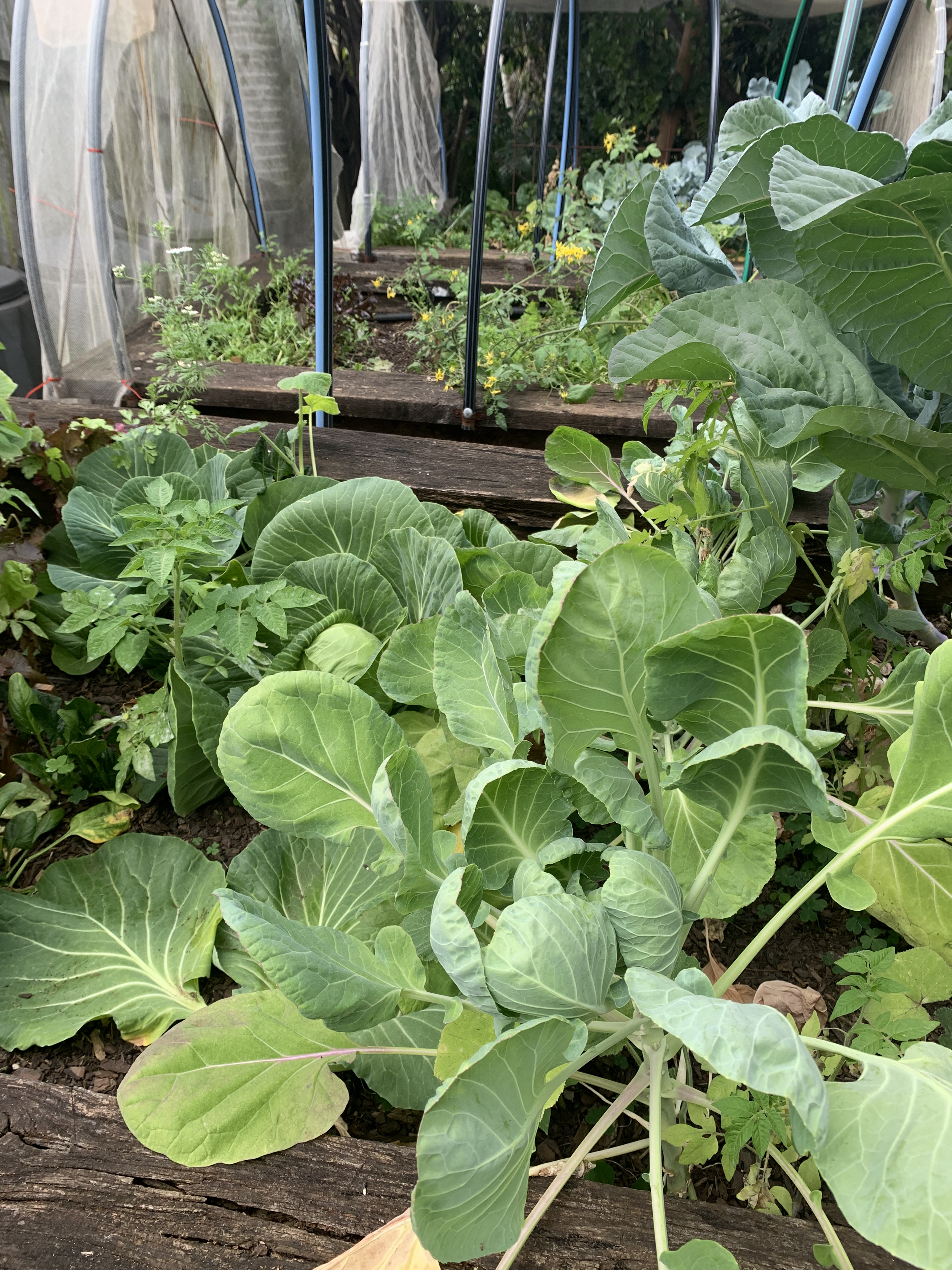 Vegetable garden with leafy greens, possibly cabbage or collard greens, planted in soil beds with a wooden border, and a hoop house or greenhouse structure in the background.