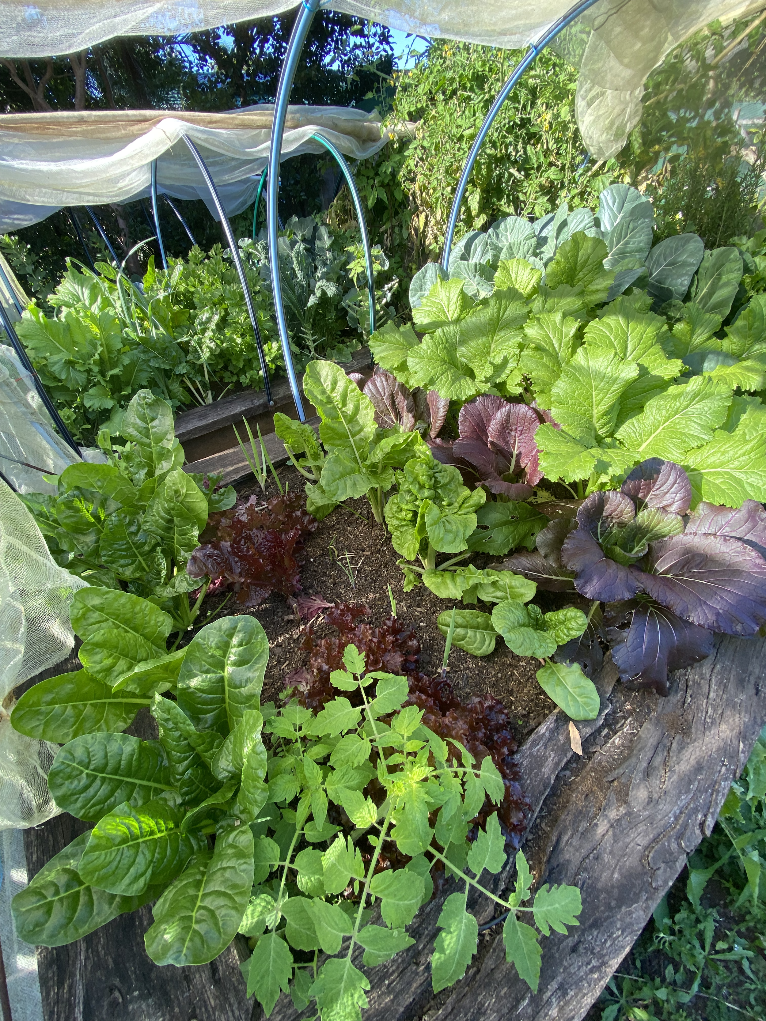 A vegetable garden with various leafy greens growing, including lettuce, spinach, and possibly collard greens, with a protective mesh cover overhead.