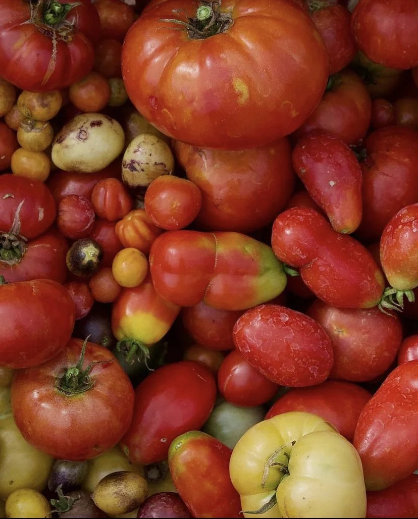 A variety of heirloom and heirloom-style tomatoes in different sizes, shapes, and colors including red, yellow, and green.